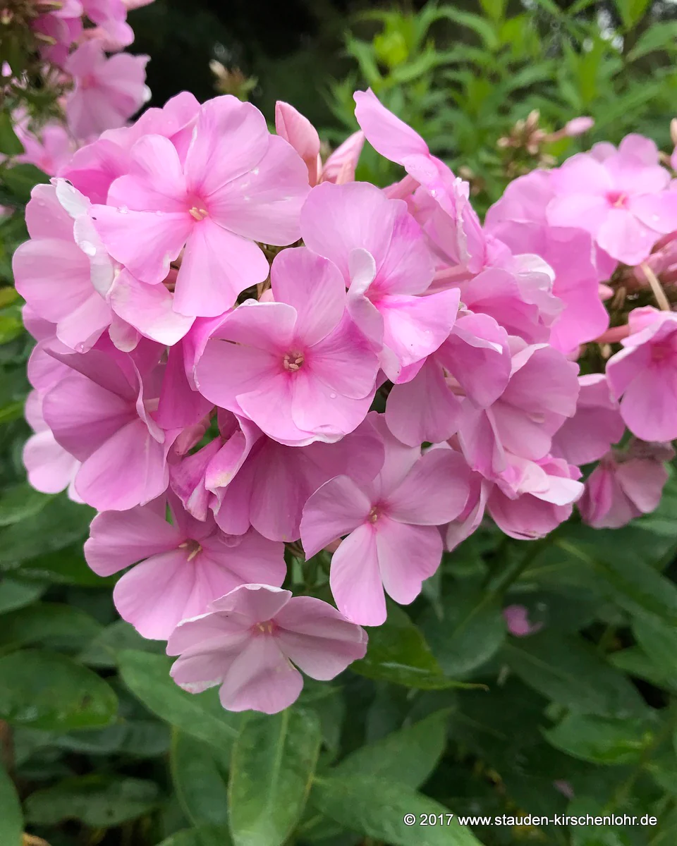 Phlox paniculata 'Pinky Hill'