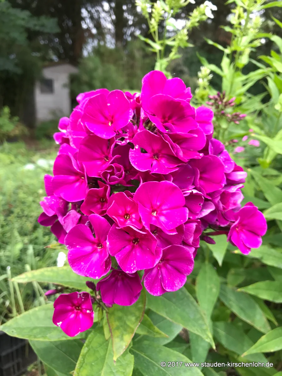 Phlox paniculata 'Roberta' ®