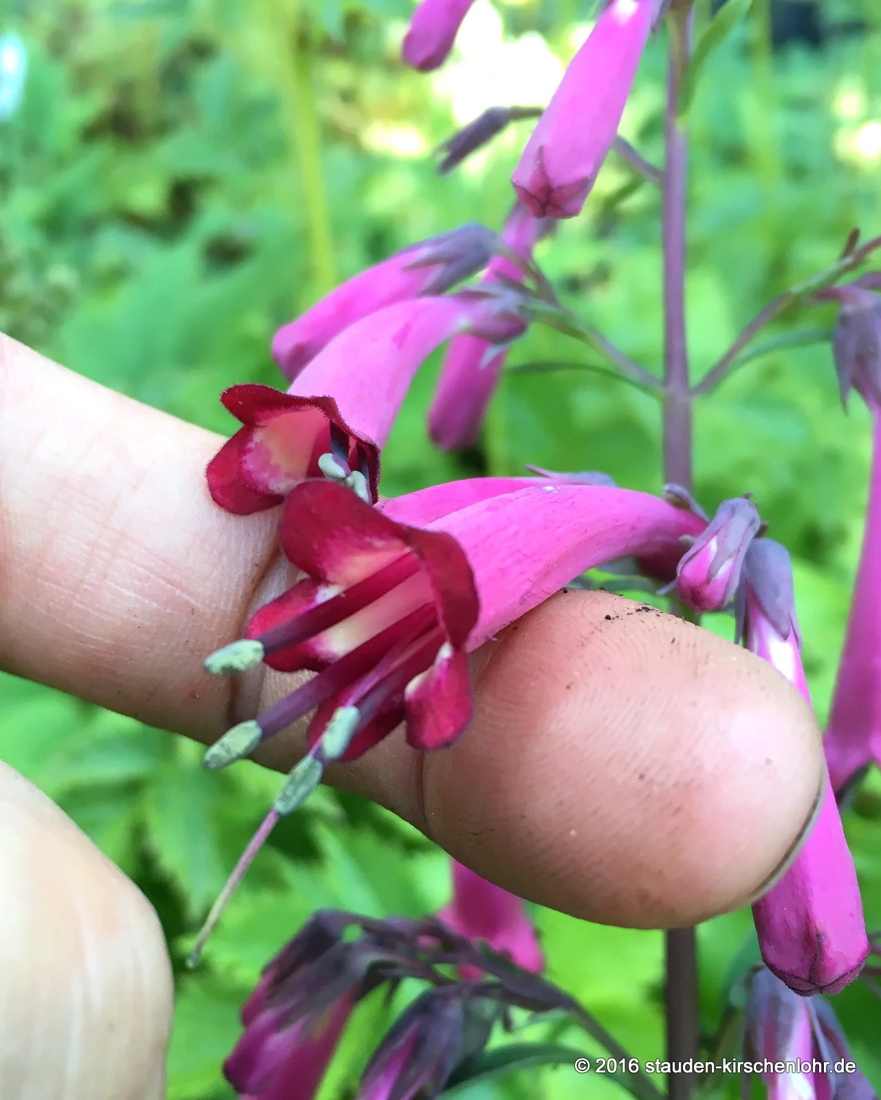 Phygelius x rectus 'Sensation'