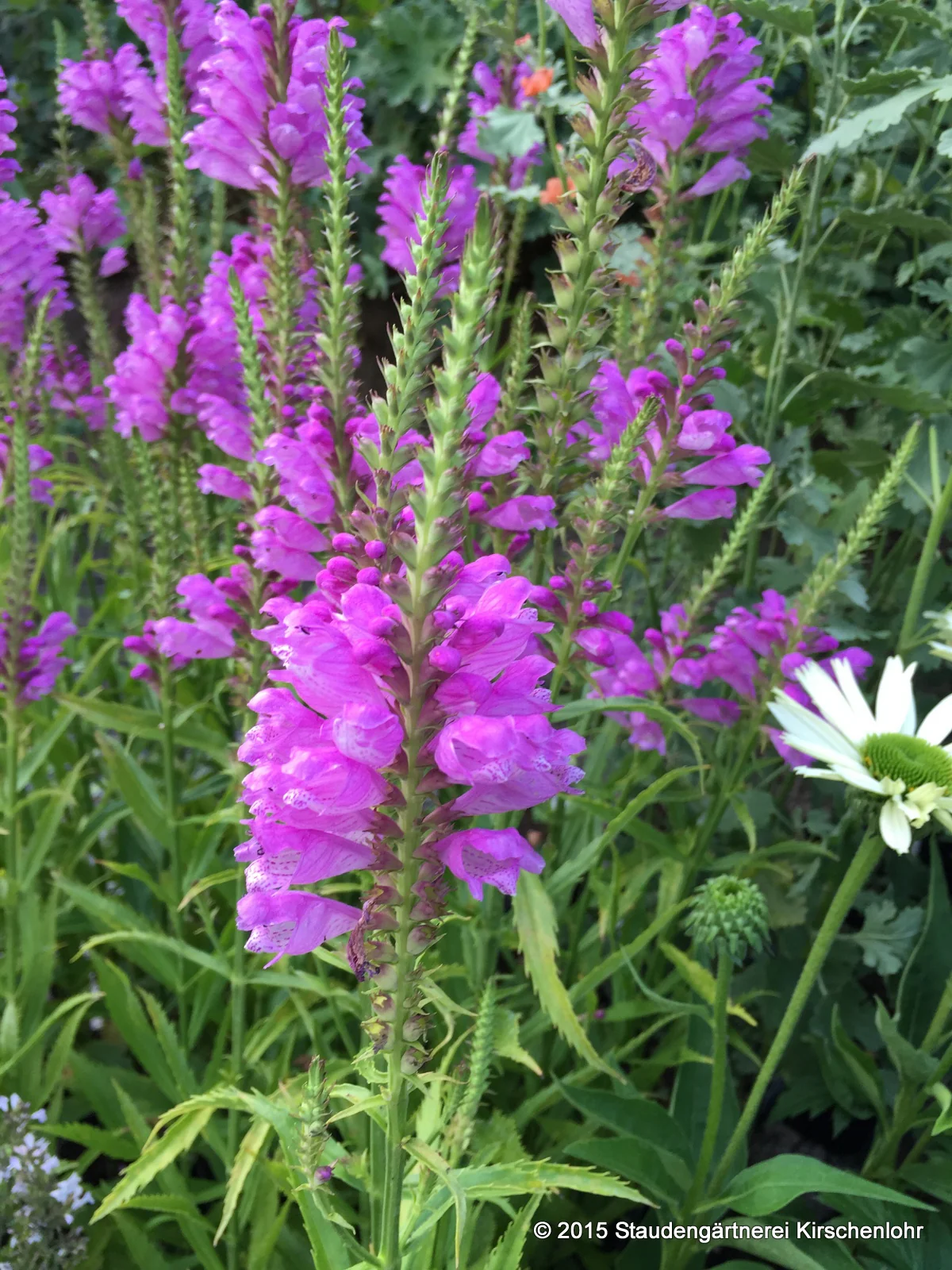 Physostegia virginiana 'Vivid'