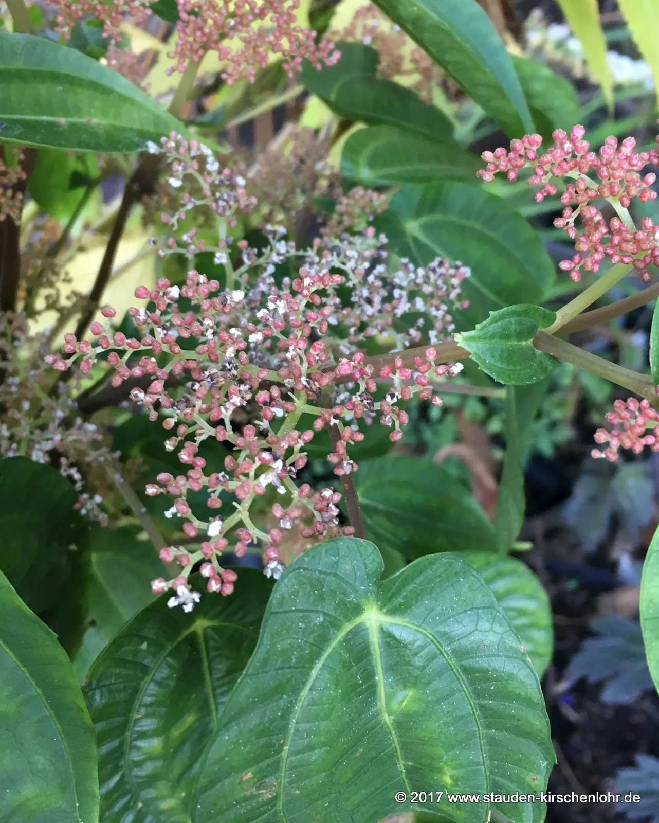Pilea insolens