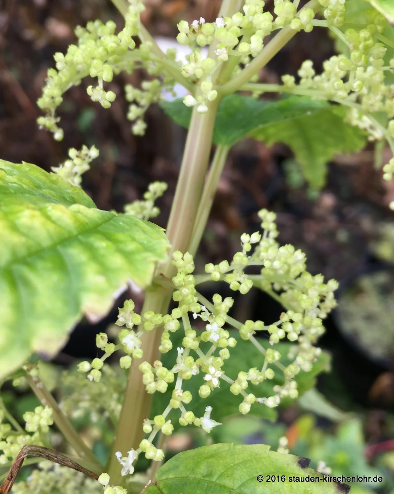 Pilea petiolaris