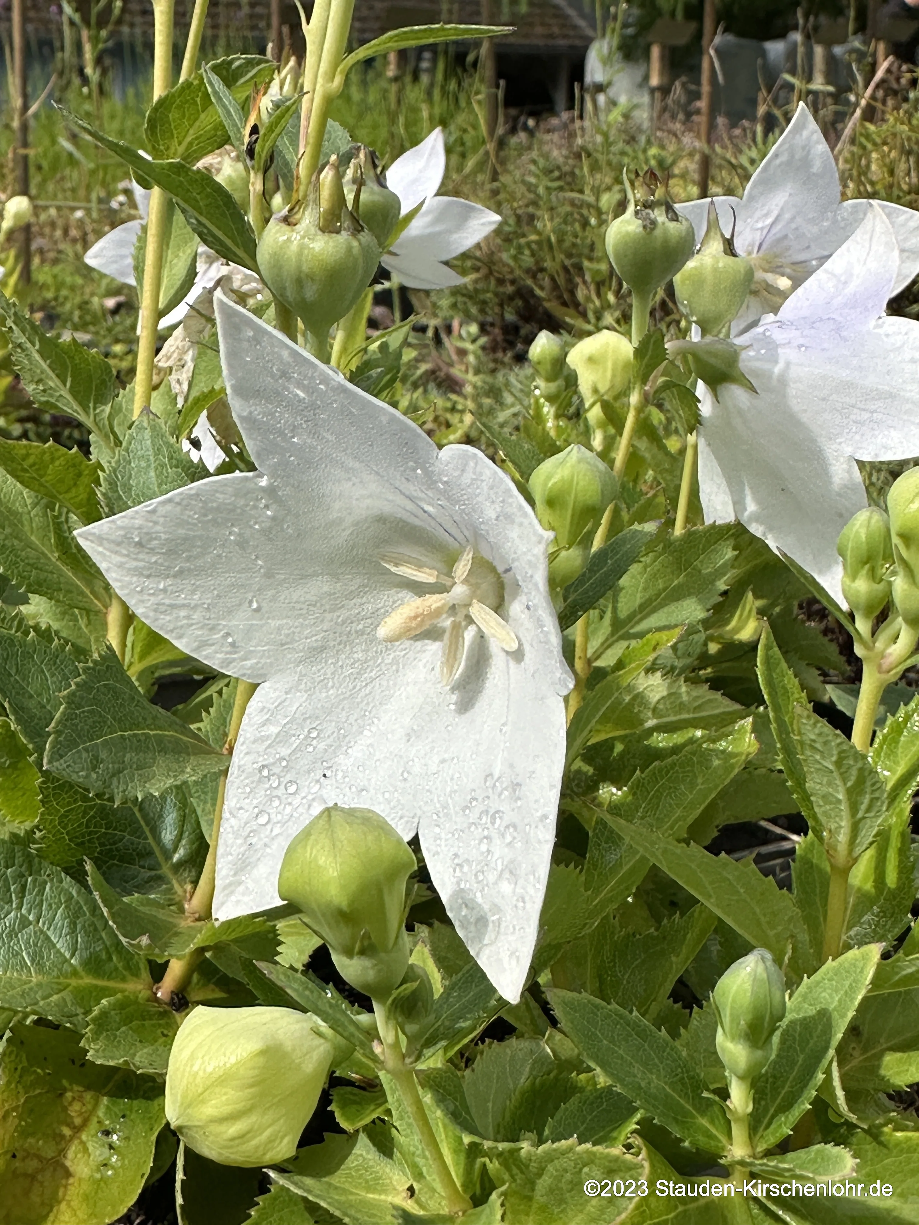 Platycodon grandiflorus 'Fuji White'