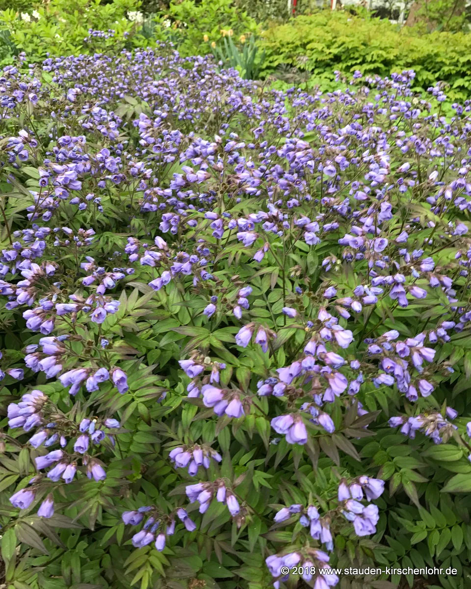 Polemonium 'Heaven Scent'