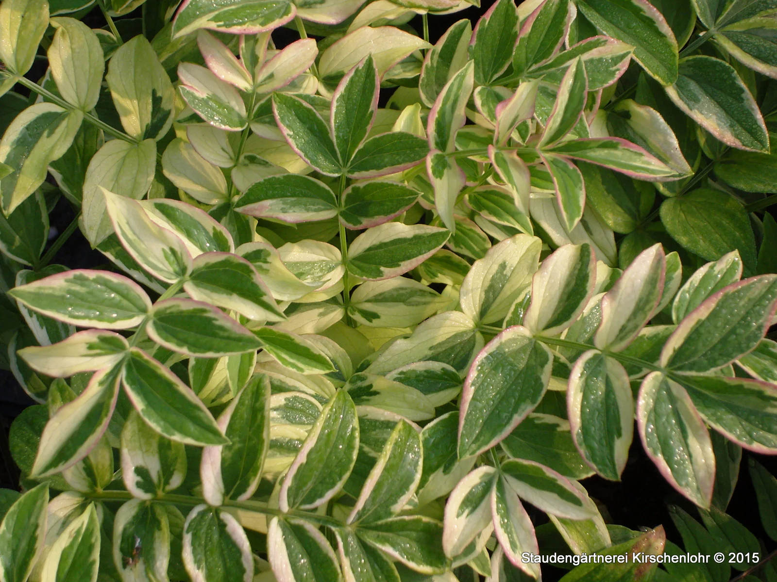 Polemonium reptans 'Stairway to Heaven'