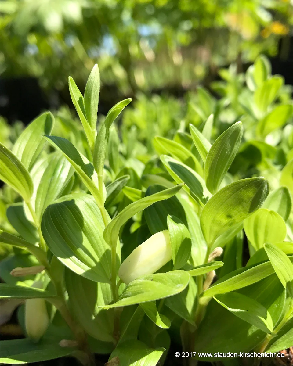 Polygonatum humile