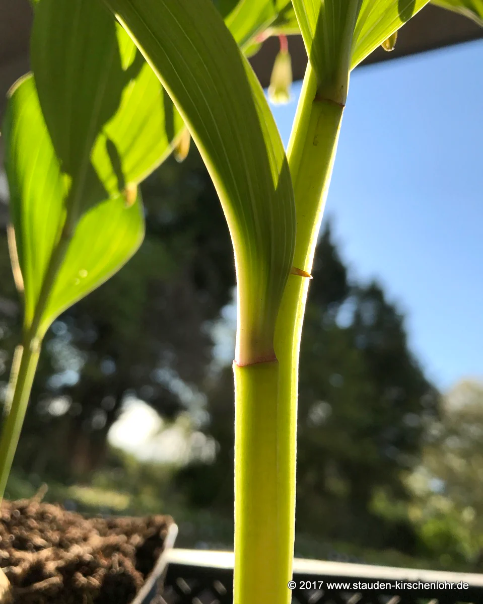Polygonatum odoratum 'Flatmate' BSWJ857