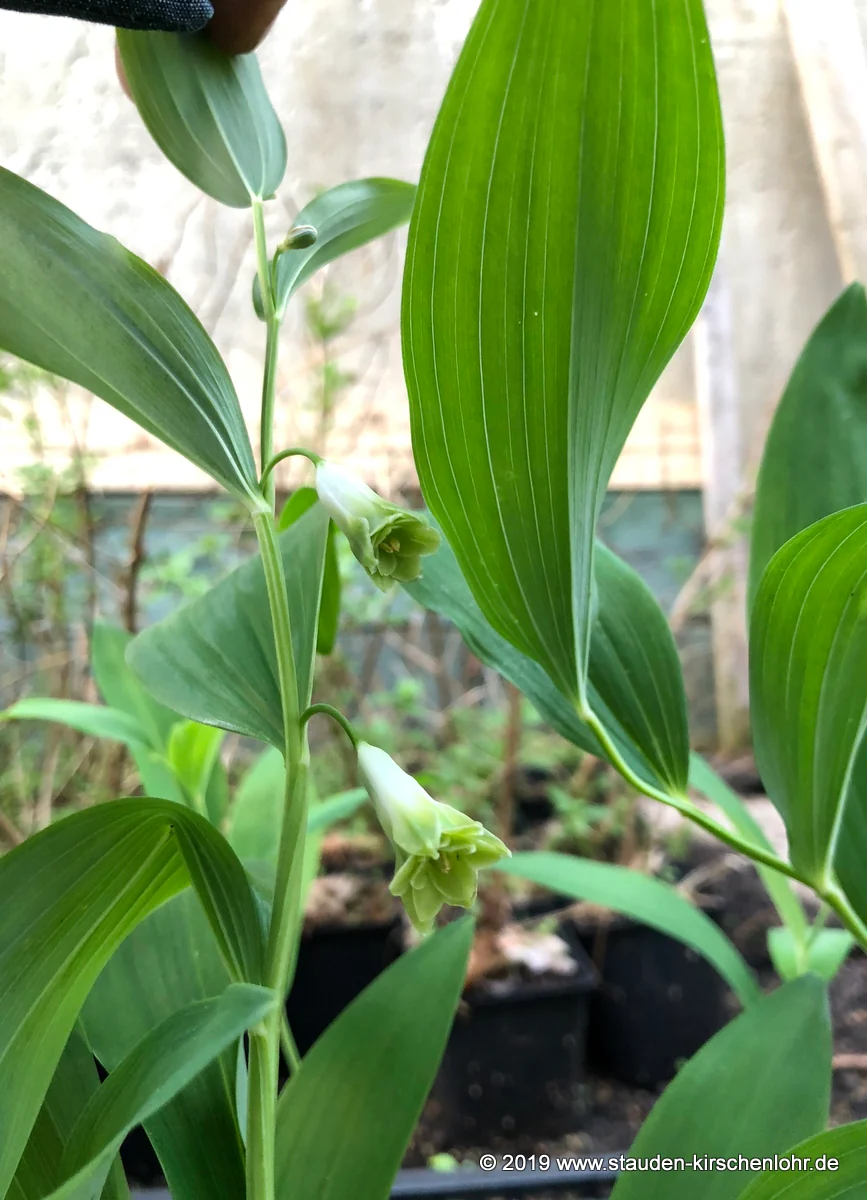 Polygonatum odoratum 'Pleniflorum'