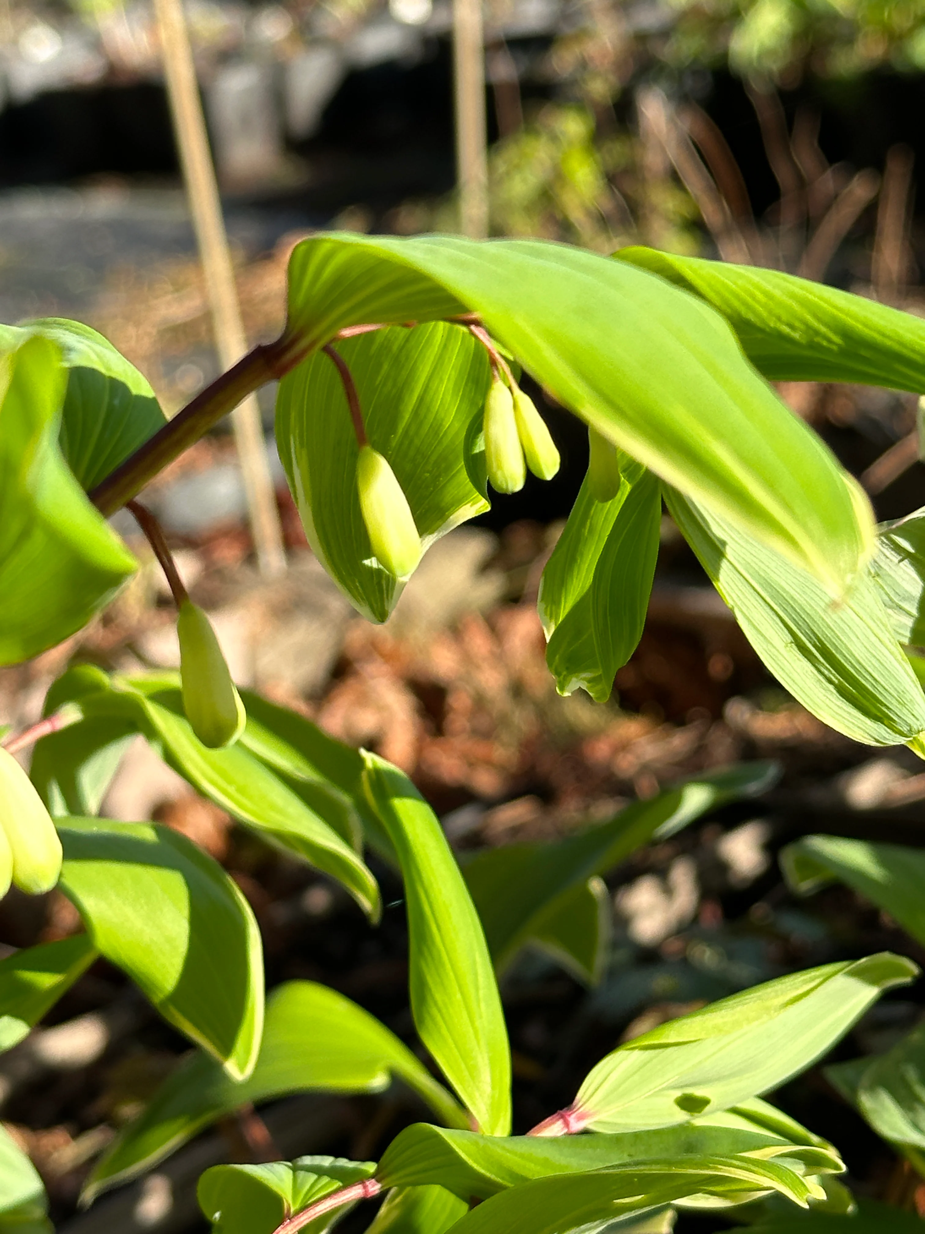 Polygonatum odoratum var. pluriflorum 'Variegatum'
