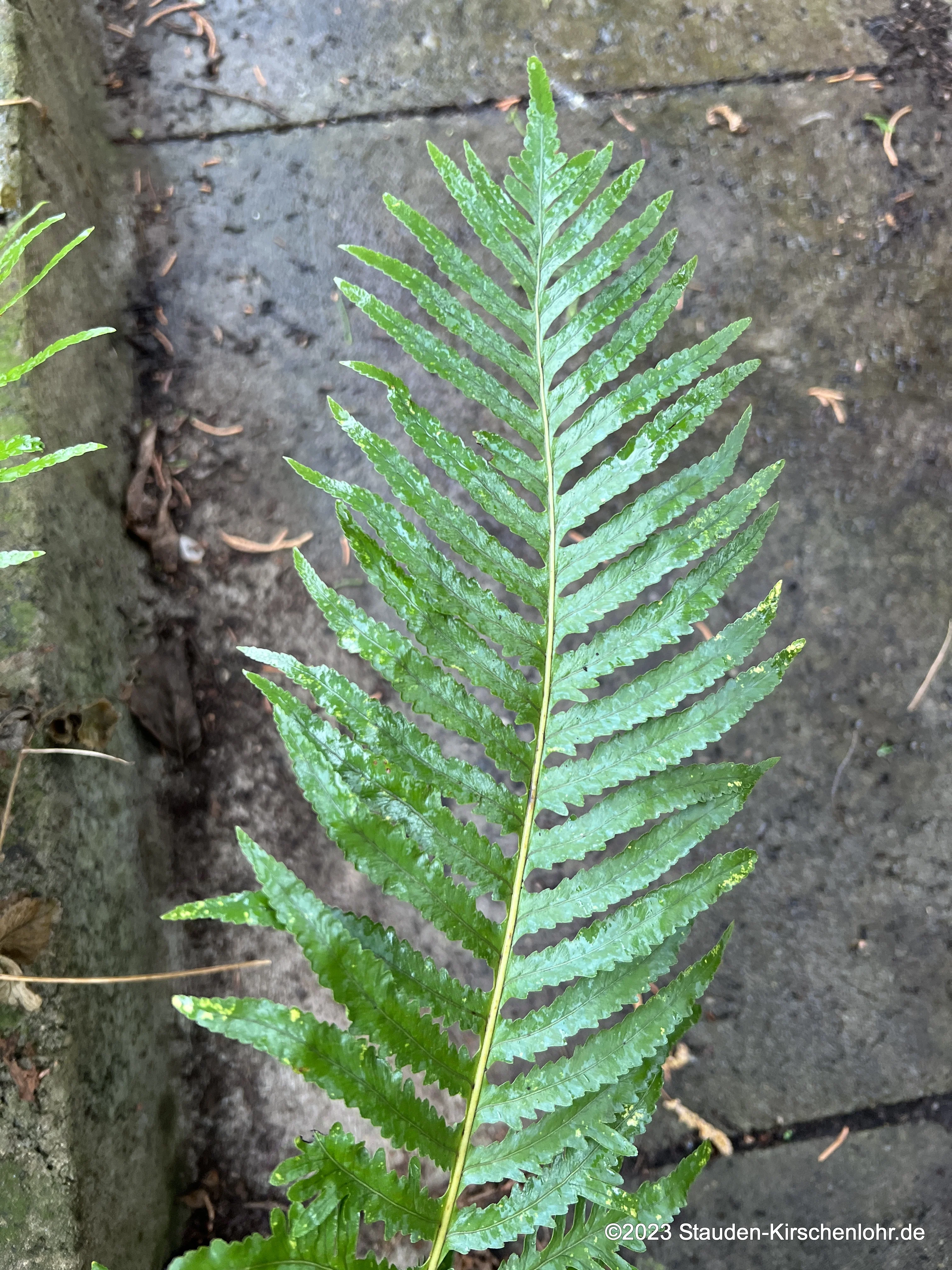Polypodium cambricum 'Semilacerum Falcat. O'Kelly'