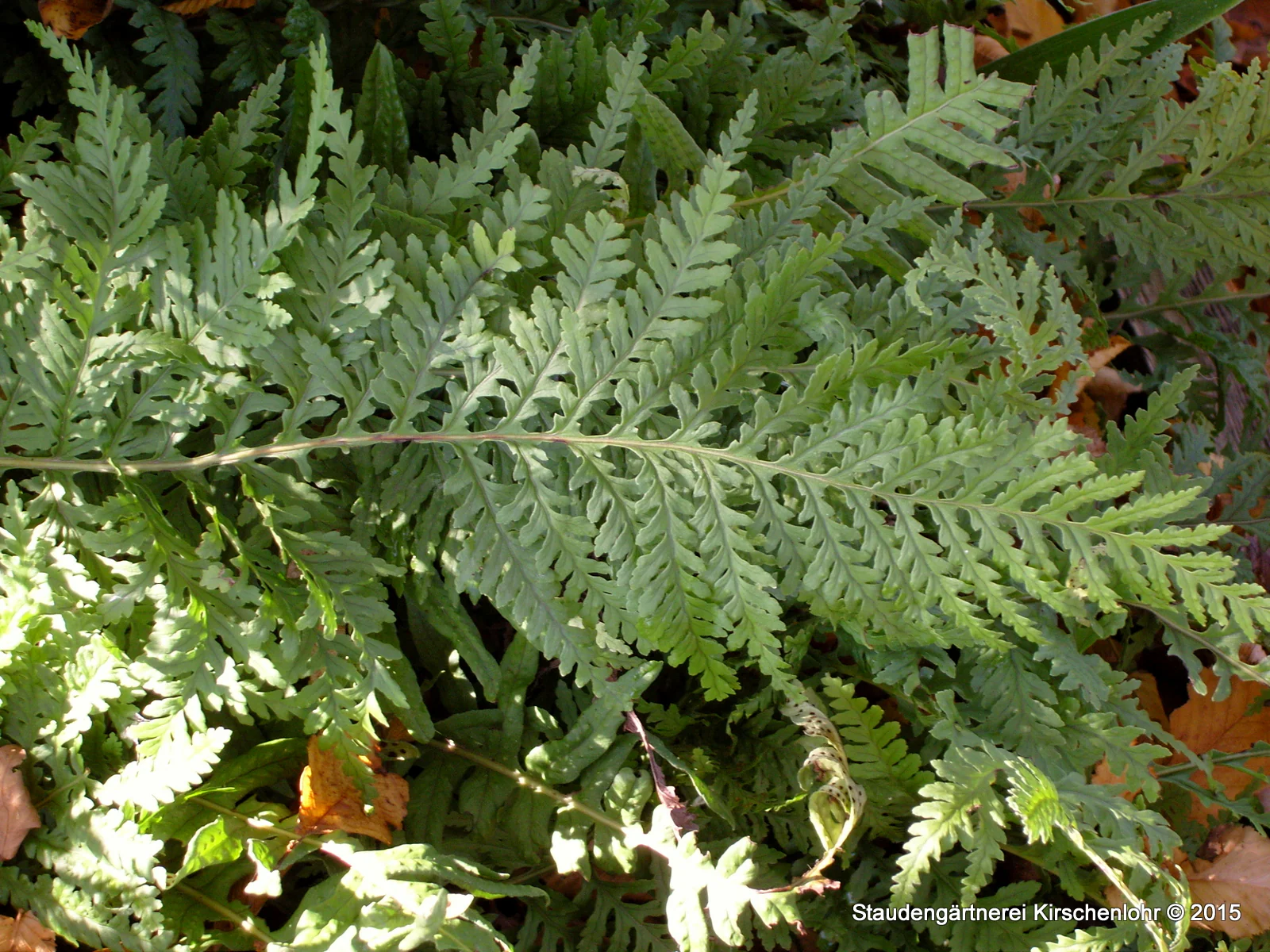 Polypodium x mantoniae 'Cornubiense'