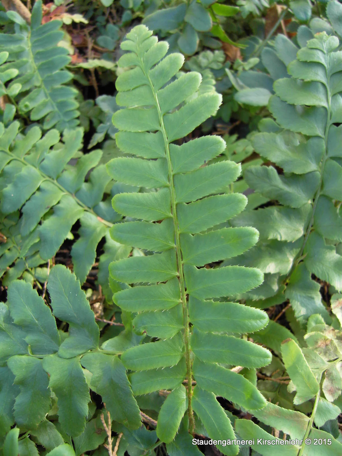 Polystichum acrostichoides
