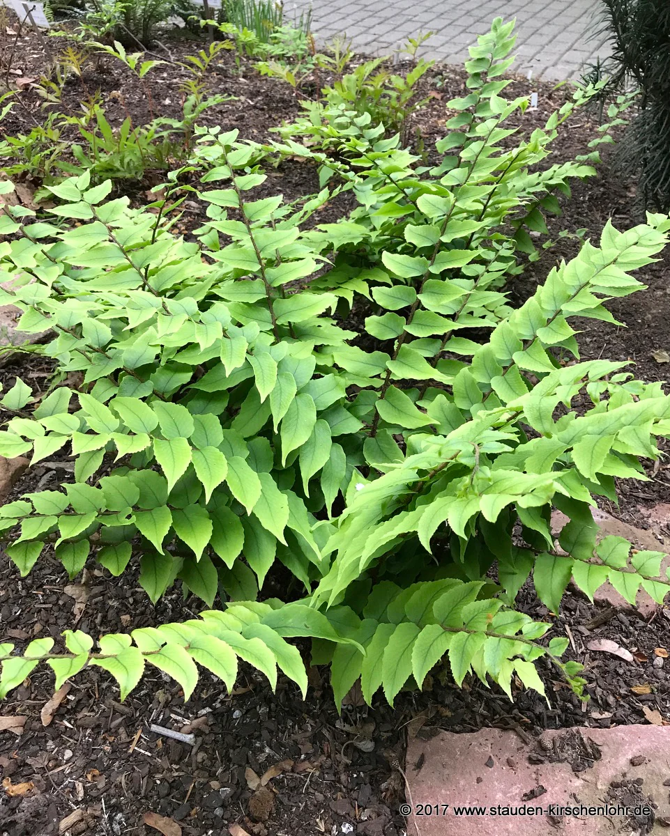 Polystichum fortunei 'Clivicola' (Cyrtomium)