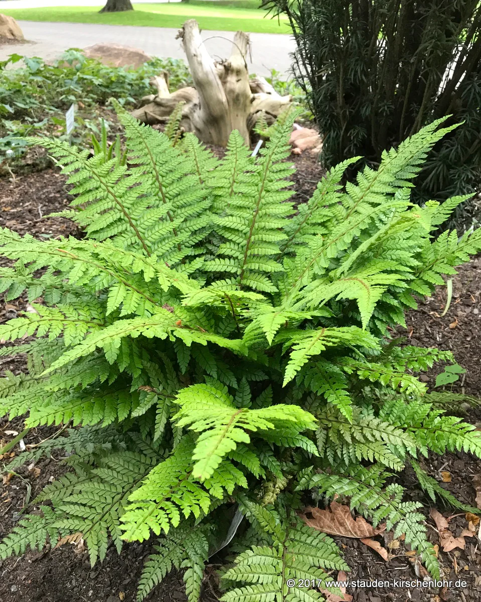 Polystichum makinoi