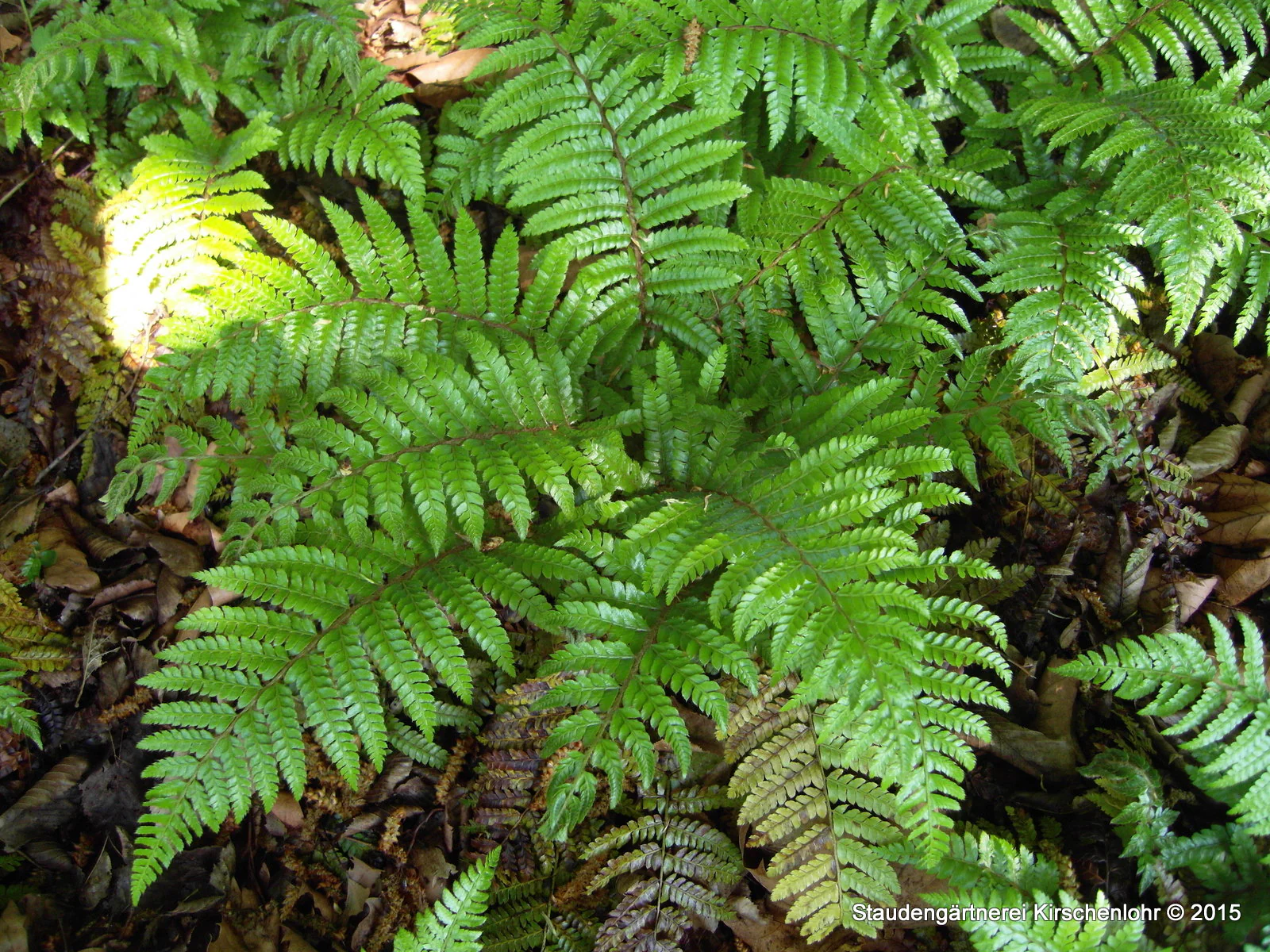 Polystichum polyblepharum