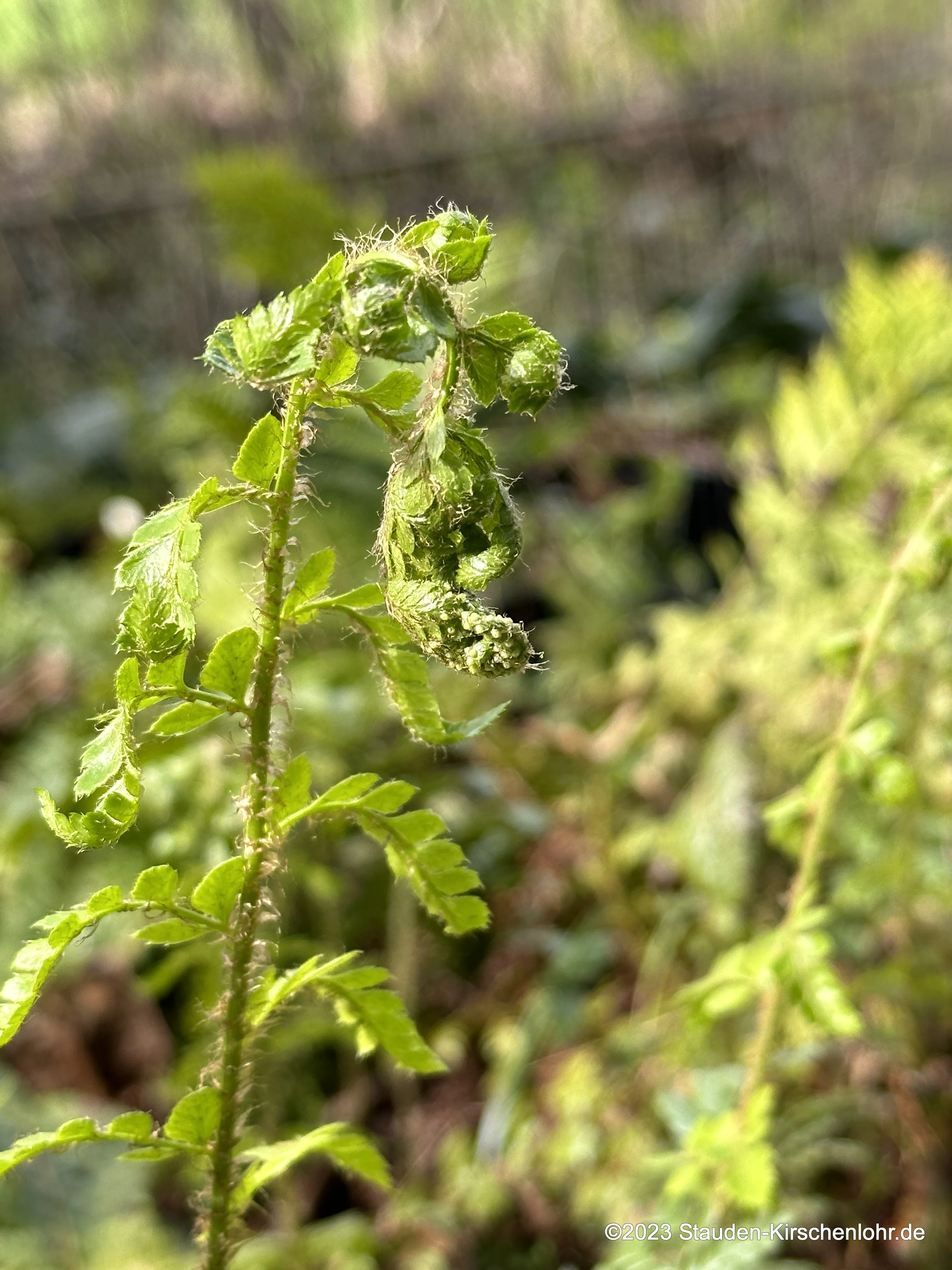 Polystichum x dycei