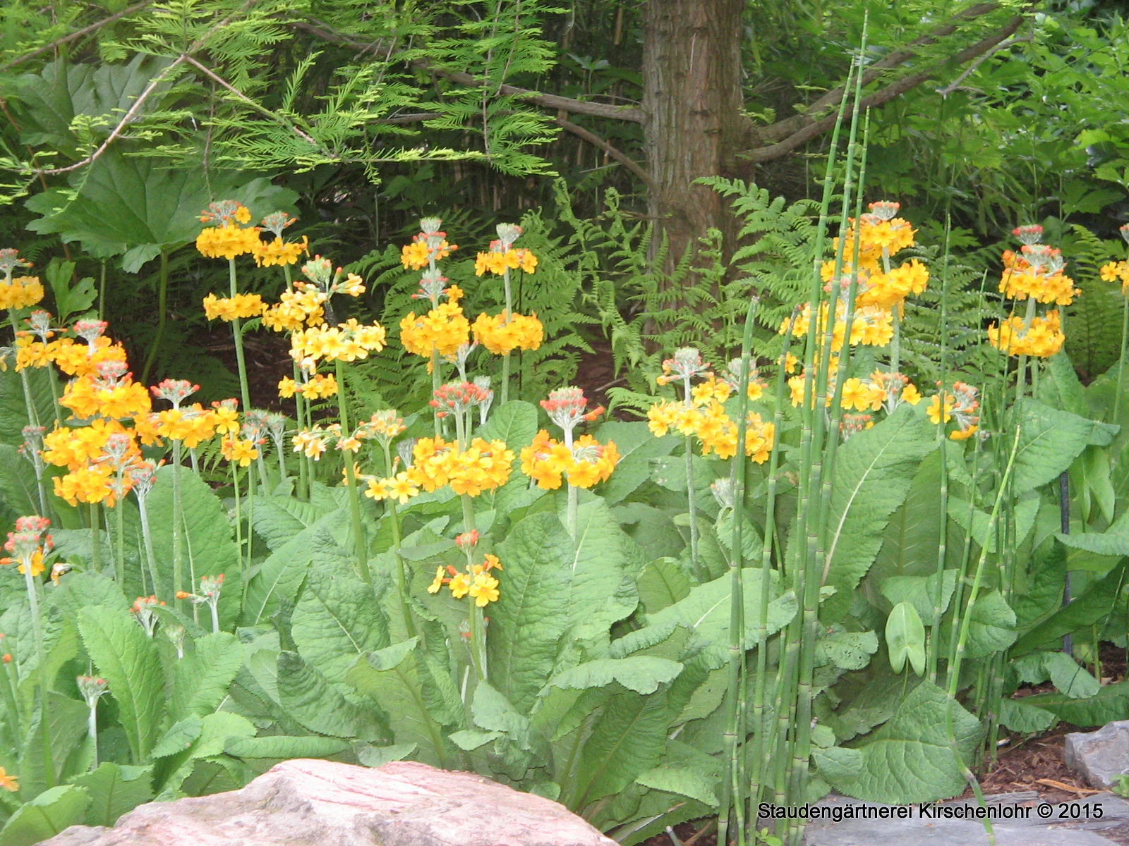 Primula bulleyana
