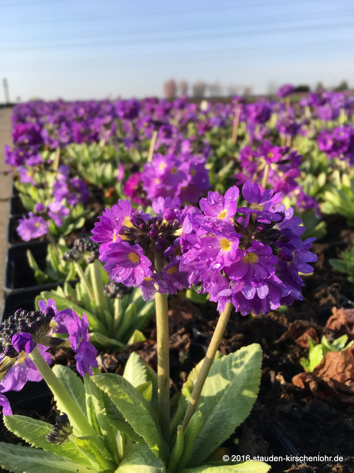 Primula denticulata