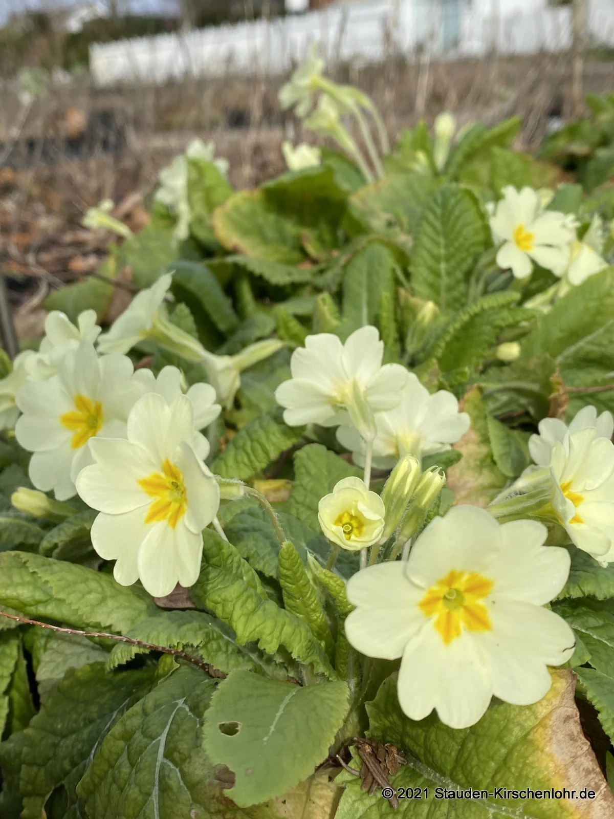 Primula vulgaris subsp. vulgaris