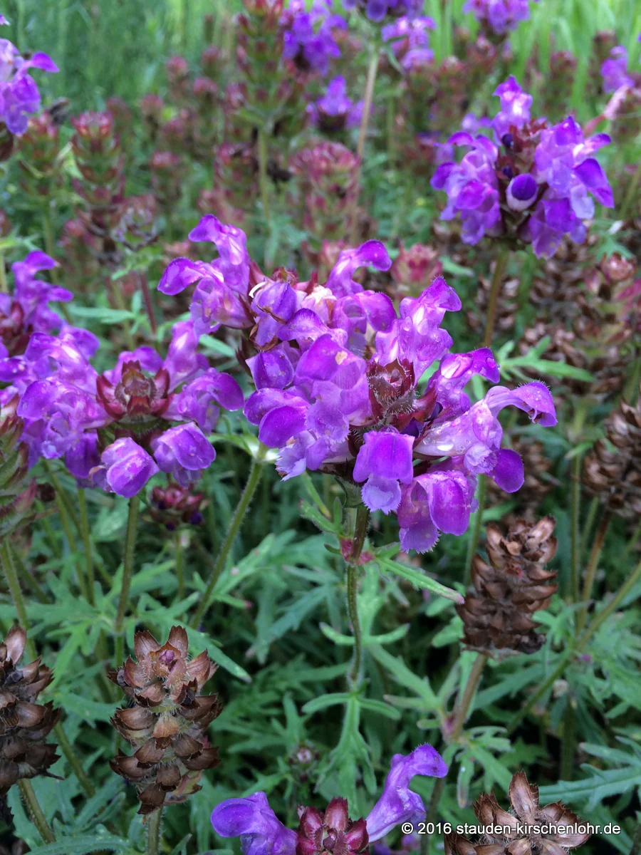 Prunella grandiflora 'Gerhard Rudolf'
