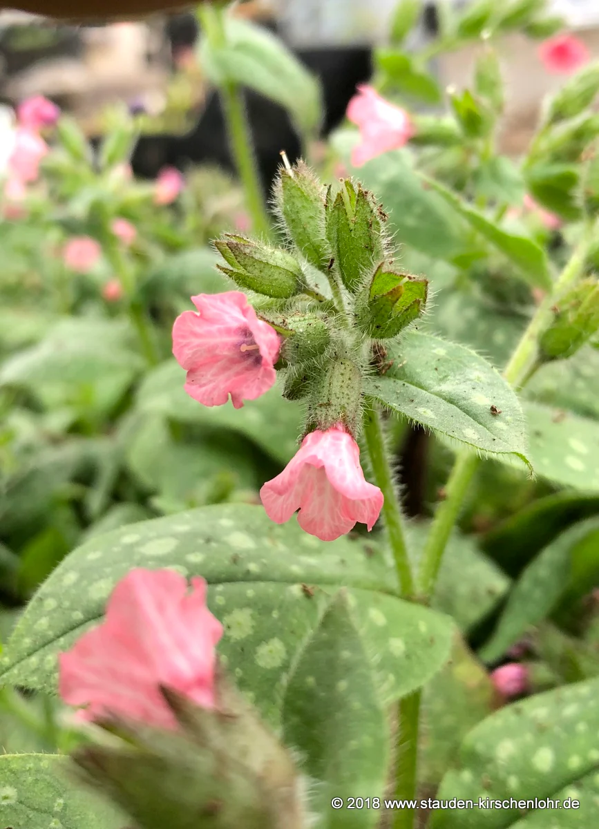 Pulmonaria officinalis 'Dora Bielefeld'