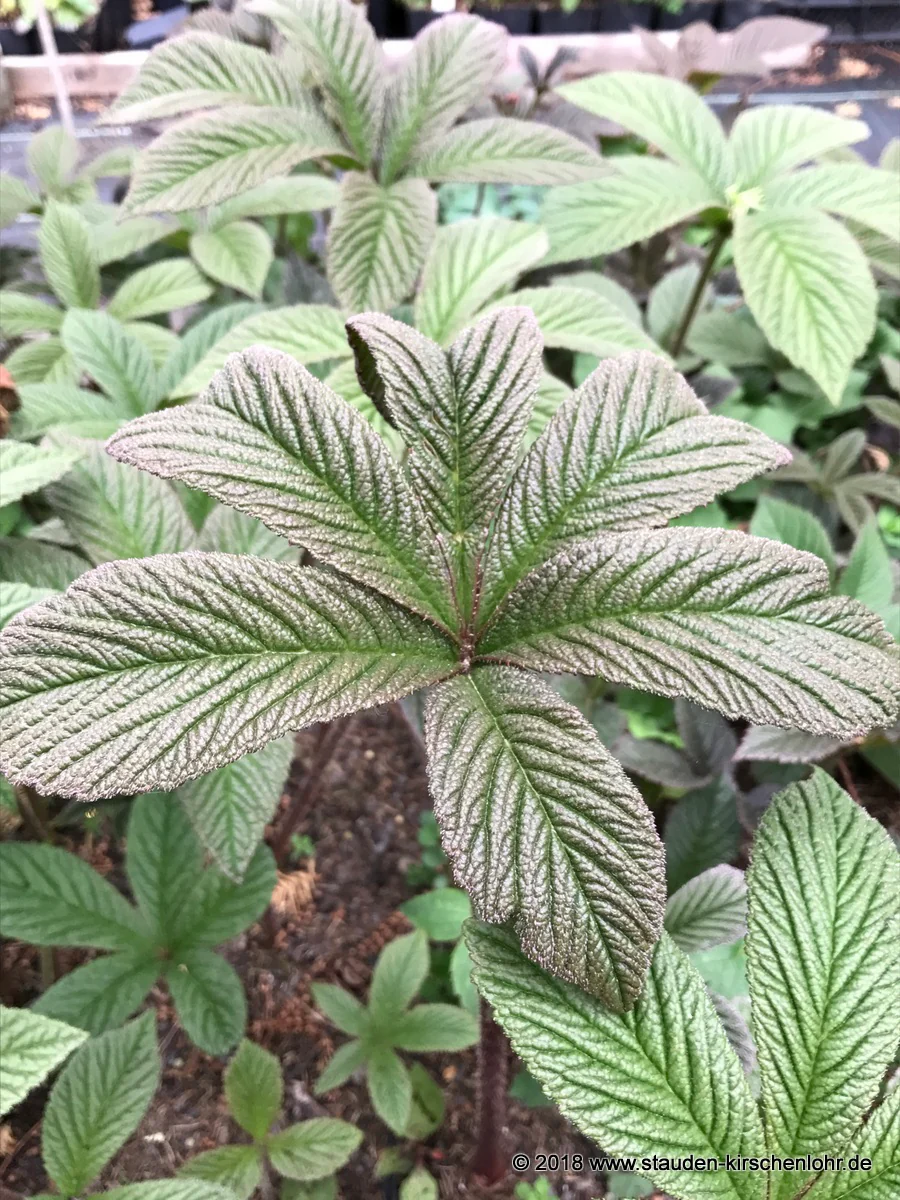 Rodgersia 'Dark Pokers' ®