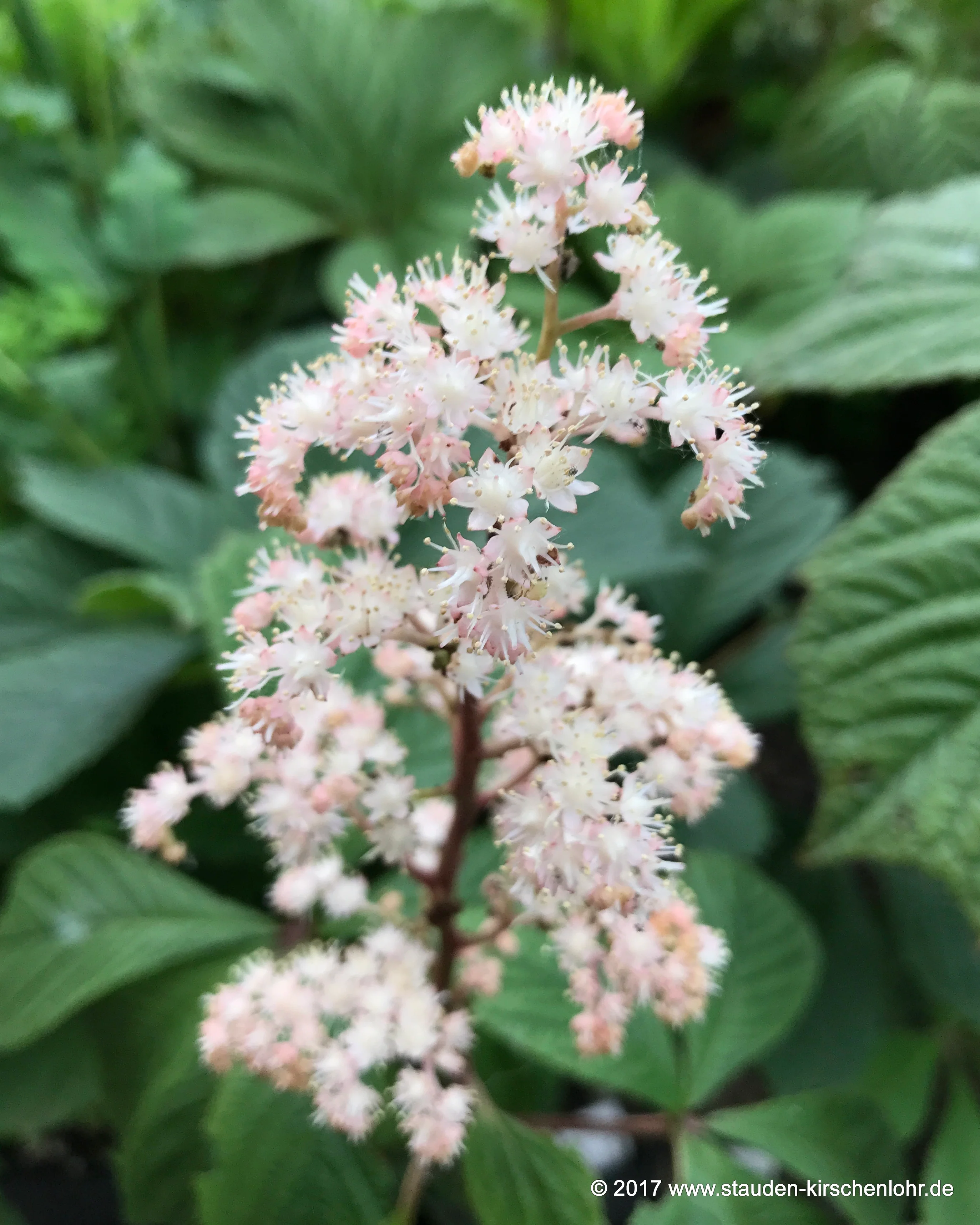 Rodgersia 'Irish Bronze'