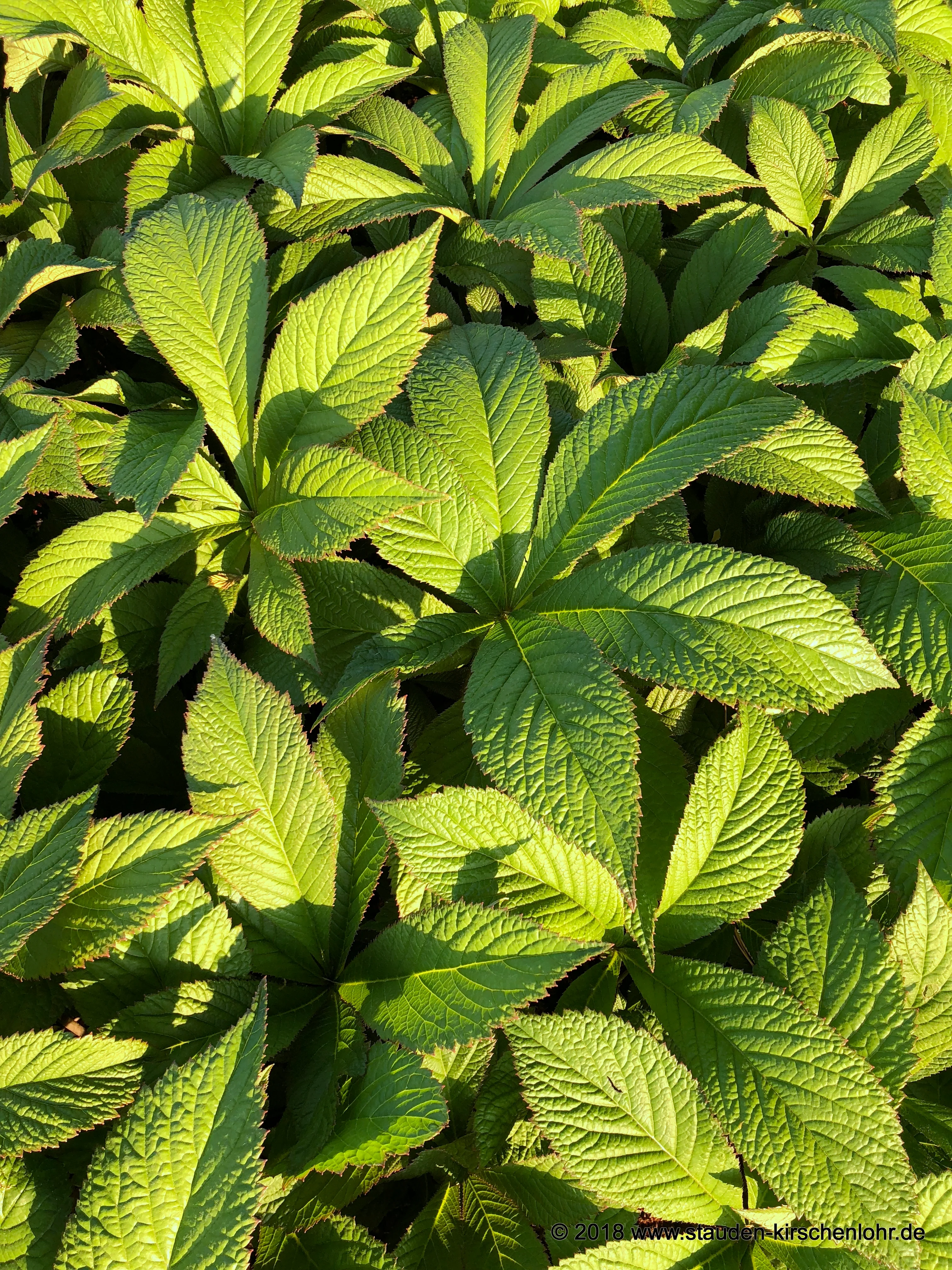 Rodgersia pinnata 'Crûg Cardinal'