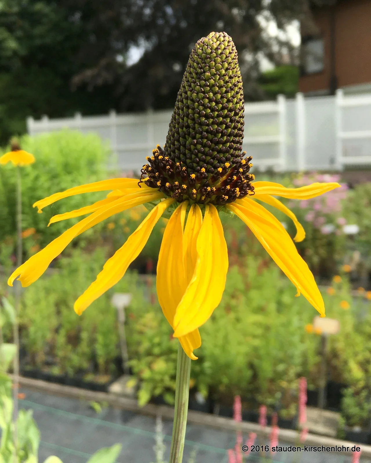 Rudbeckia maxima