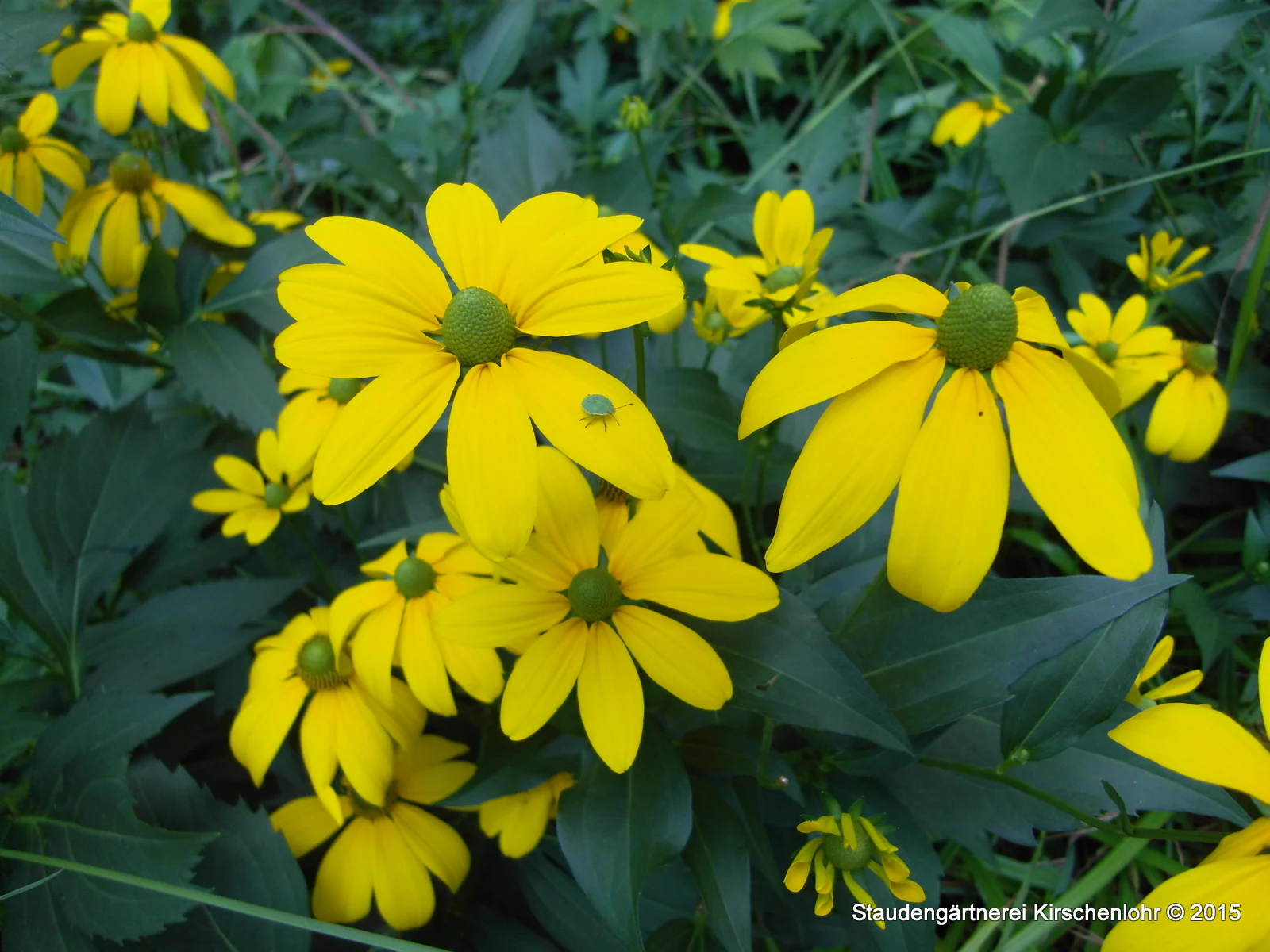 Rudbeckia nitida 'Juligold'