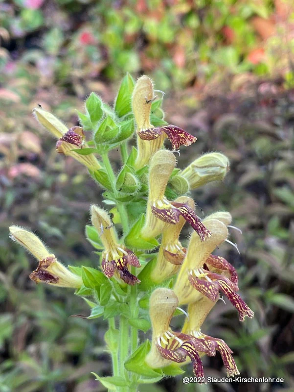 Salvia 'Amber'