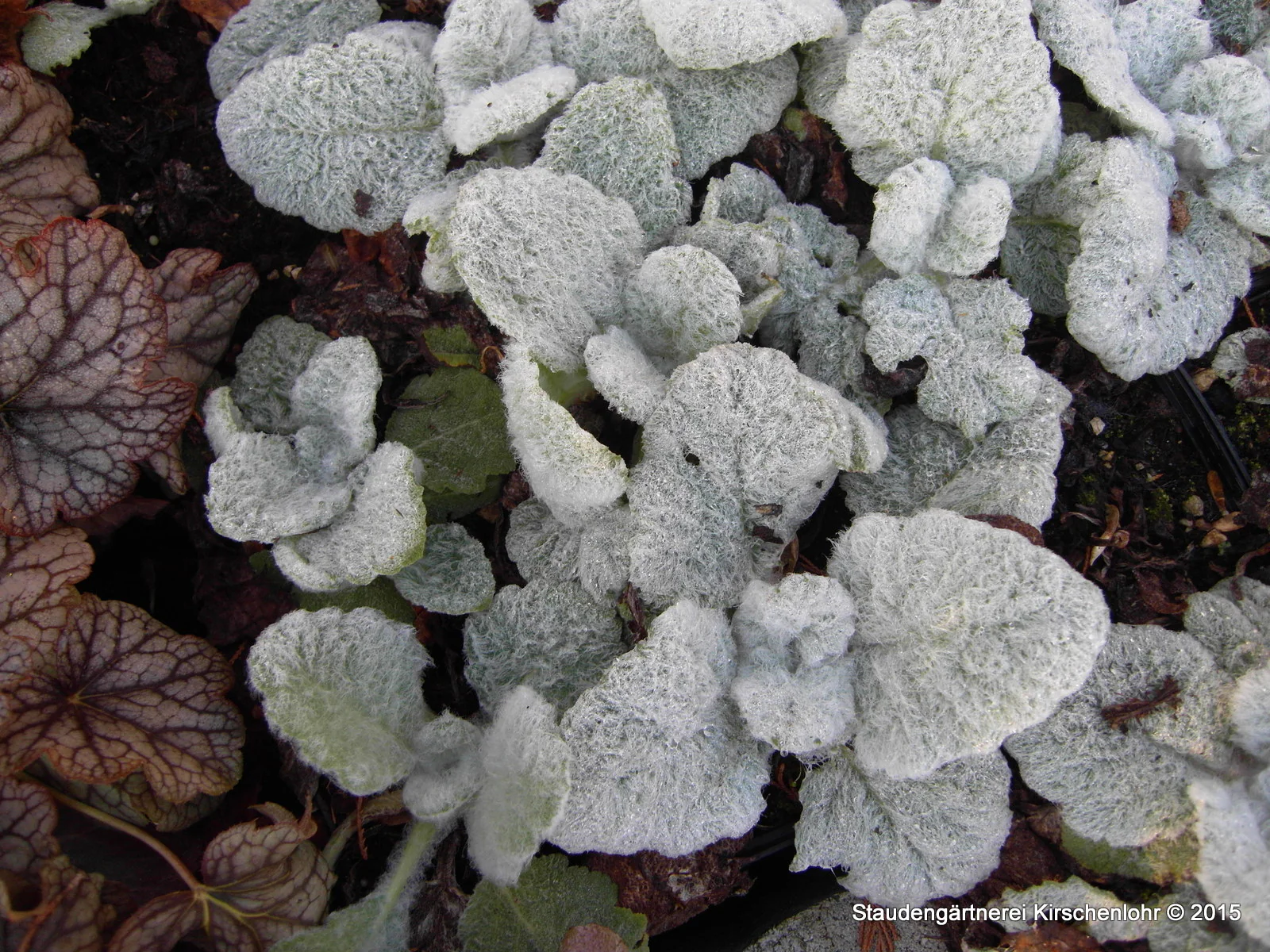 Salvia argentea