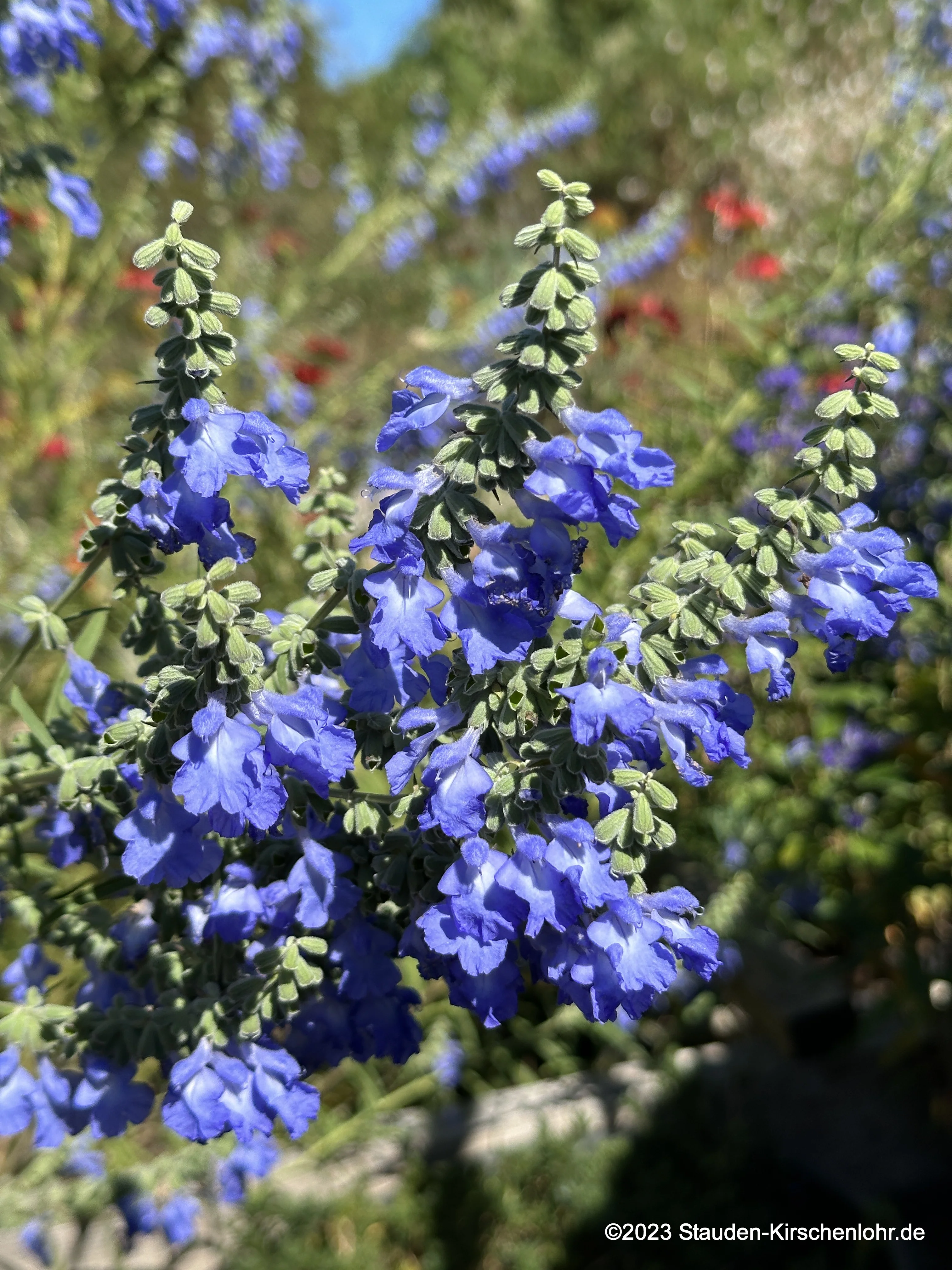 Salvia azurea 'Grandiflora'