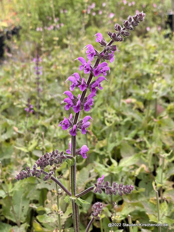 Salvia nemorosa 'Royal Crimson Distinction’ ®