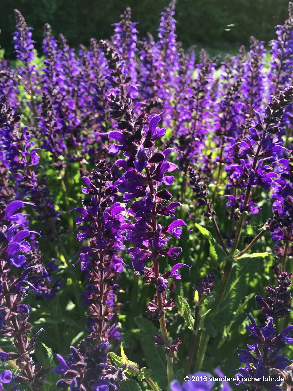 Salvia nemorosa 'Viola Klose'