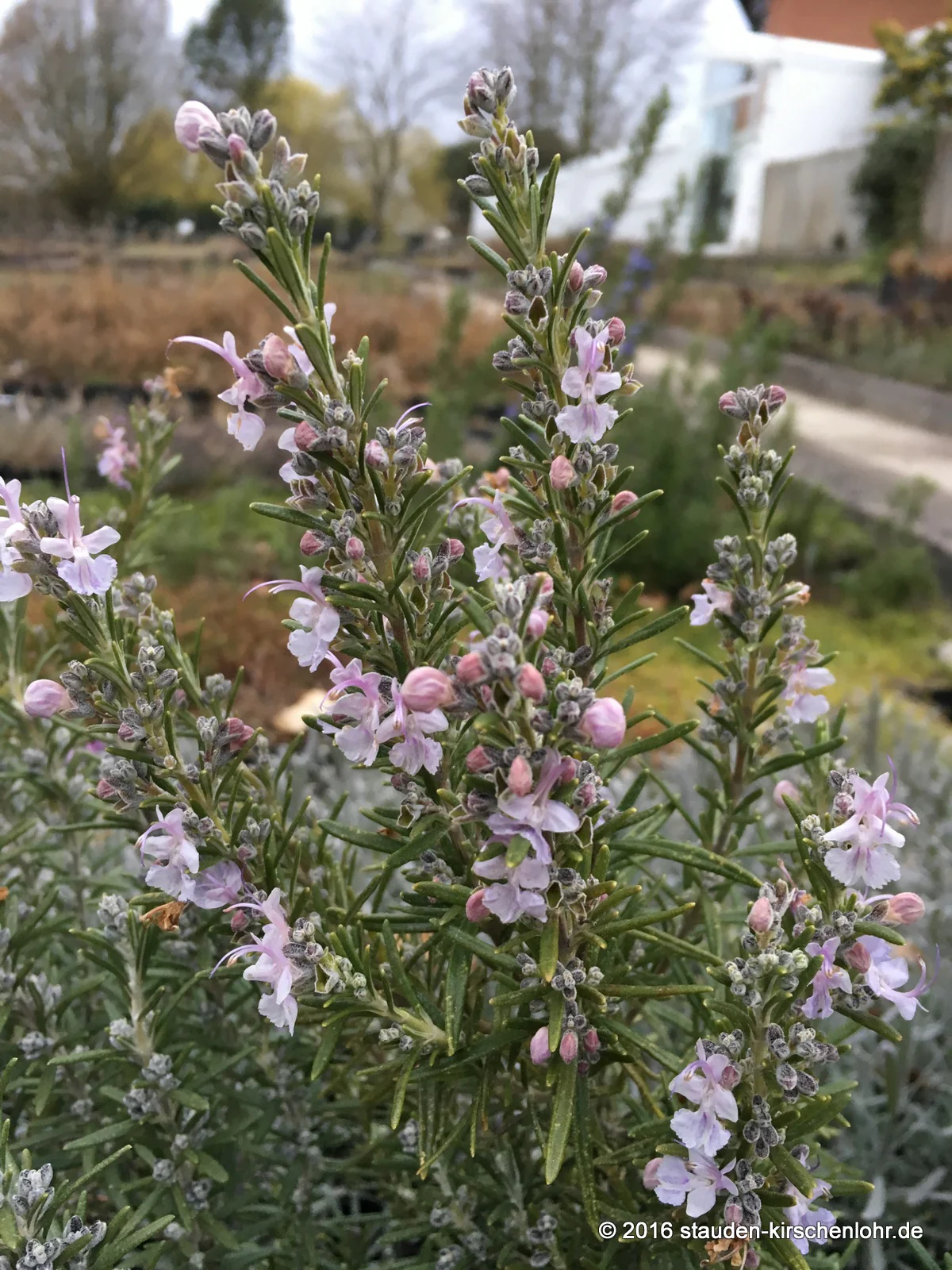 Salvia rosmarinus 'Arp' (Rosmarinus)