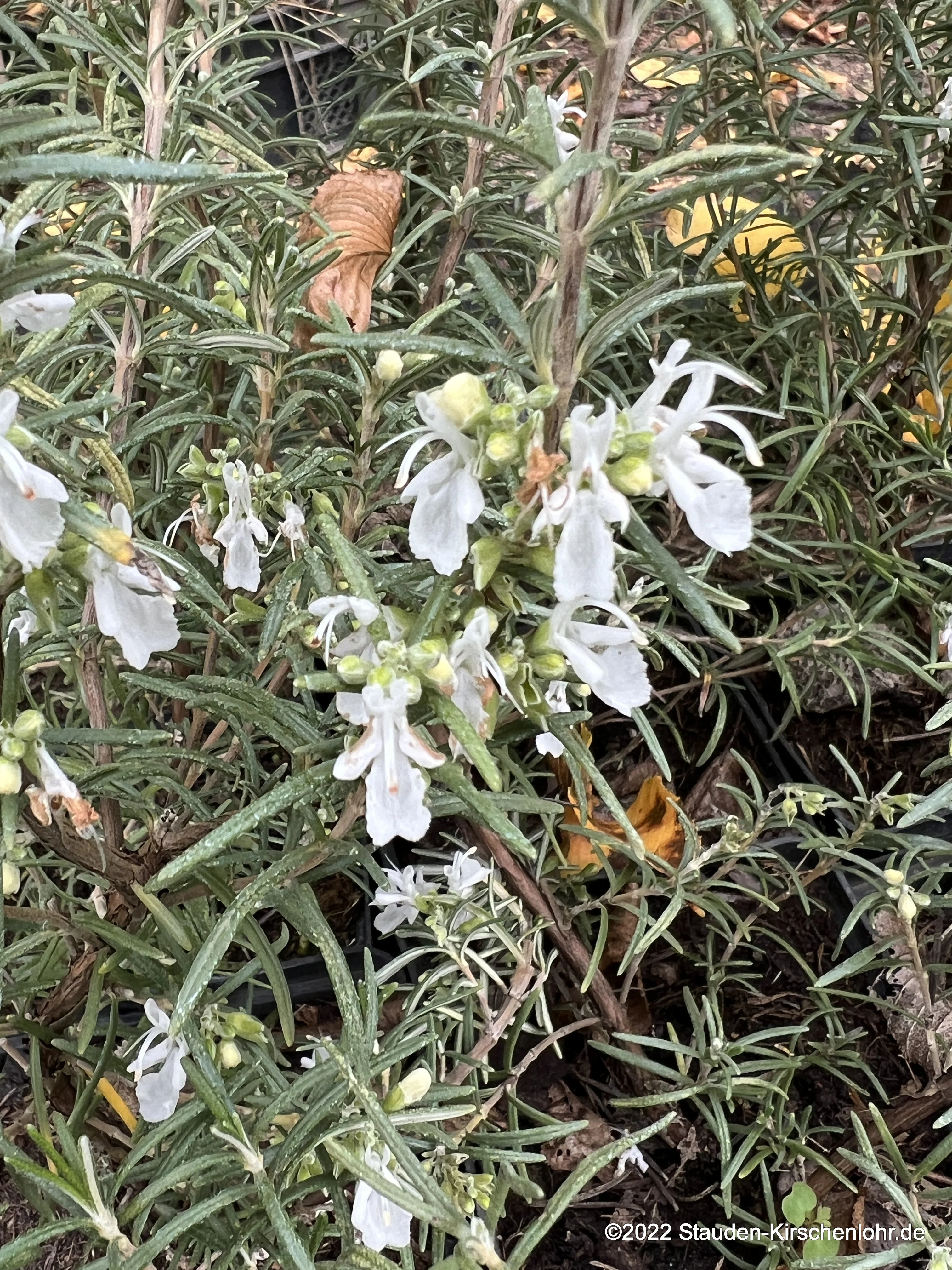 Salvia rosmarinus 'Blanc des Calanques'