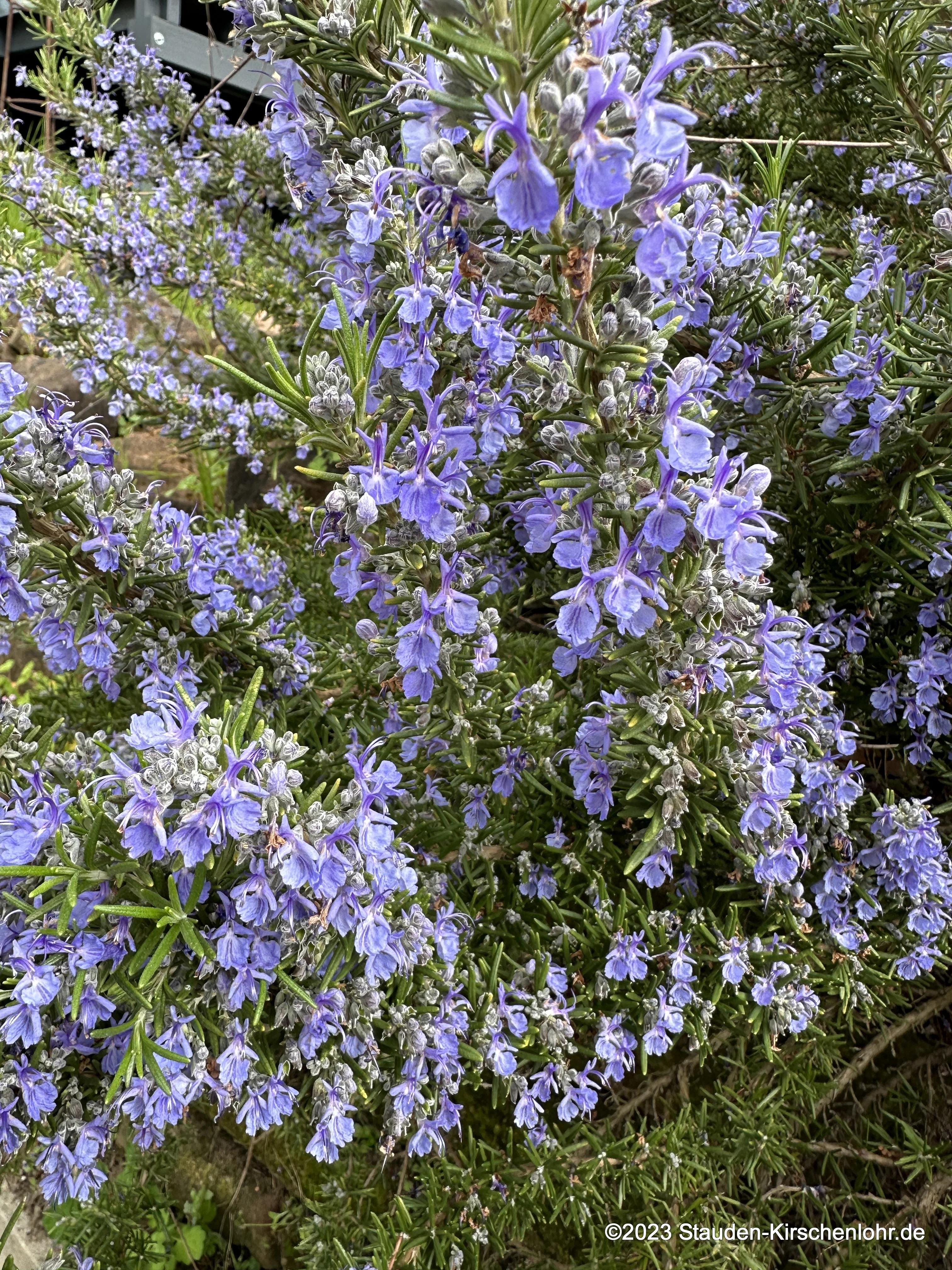 Salvia rosmarinus 'Blaulippe' (Rosmarinus)