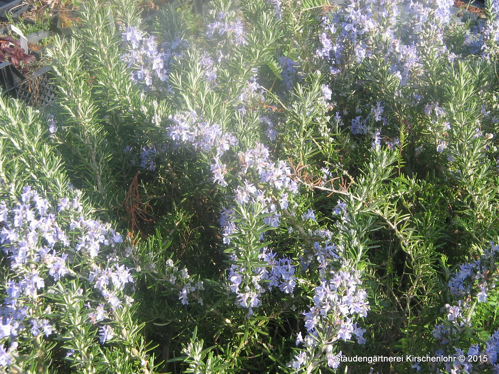 Salvia rosmarinus 'Boule' (Rosmarinus)