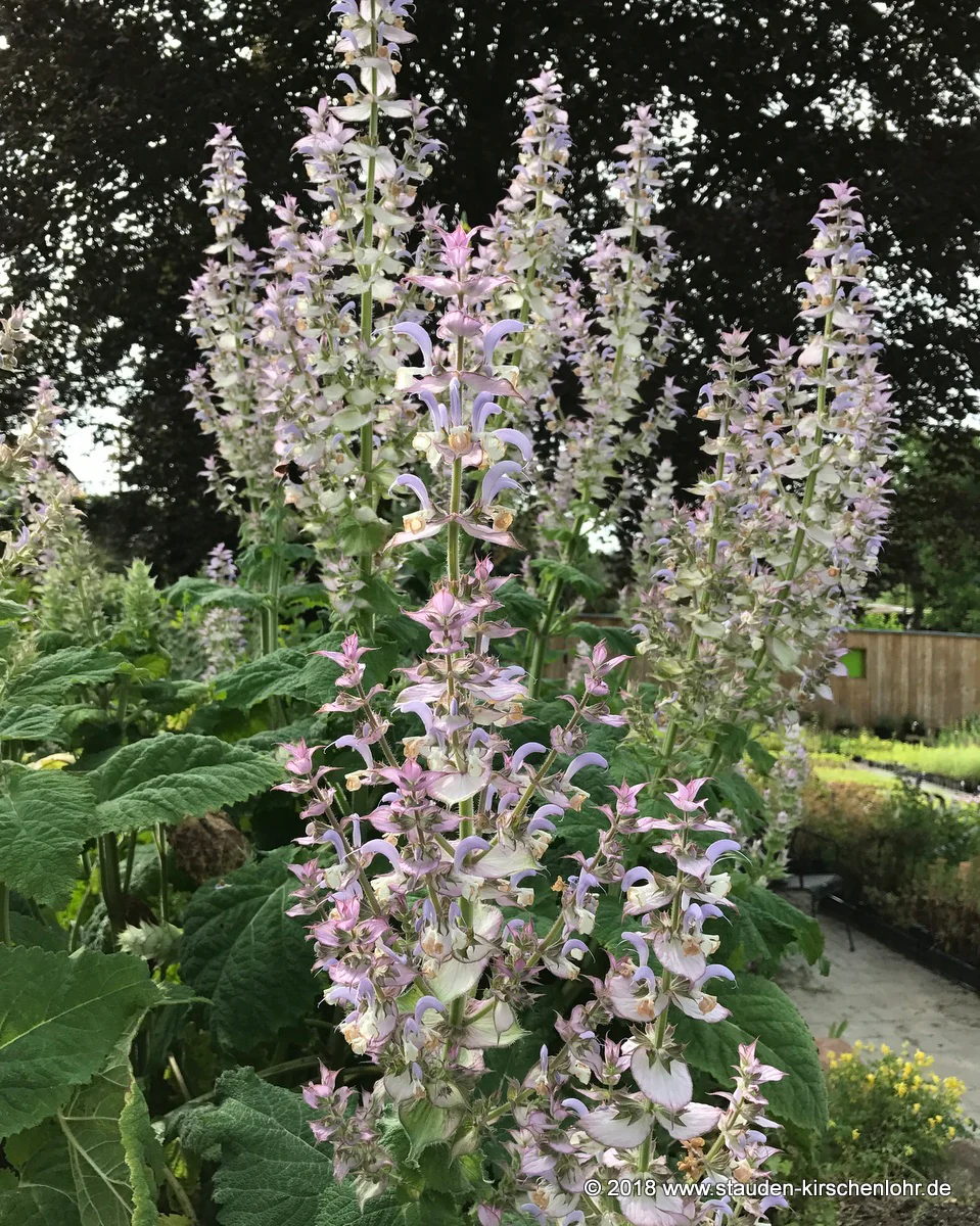 Salvia sclarea