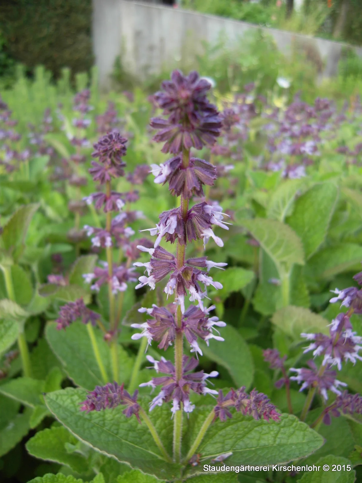 Salvia verticillata 'Hannay´s Blue'