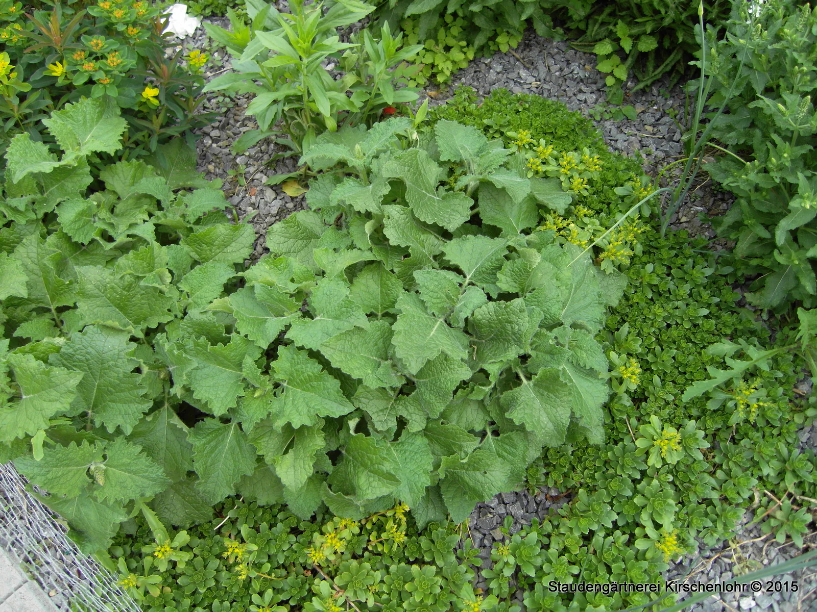 Salvia verticillata 'Purple Rain'
