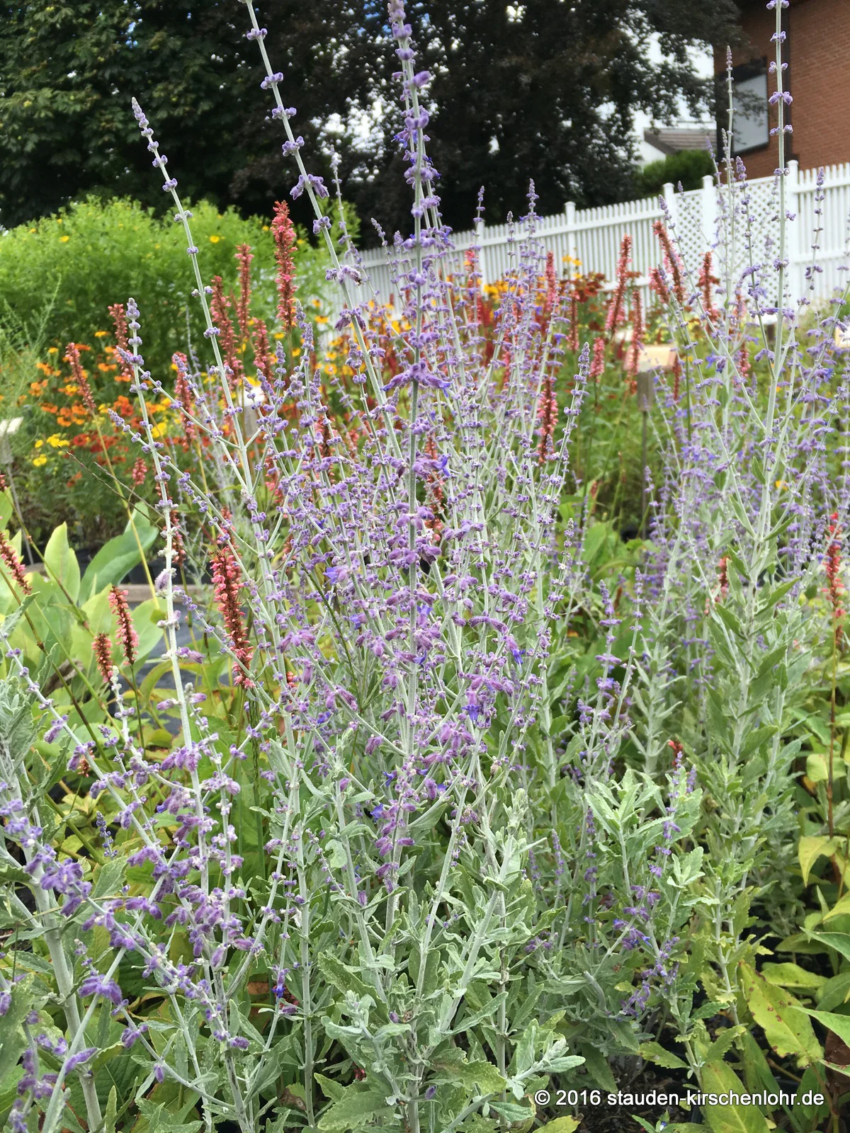 Salvia yangii 'Little Spire' ® (Perovskia)