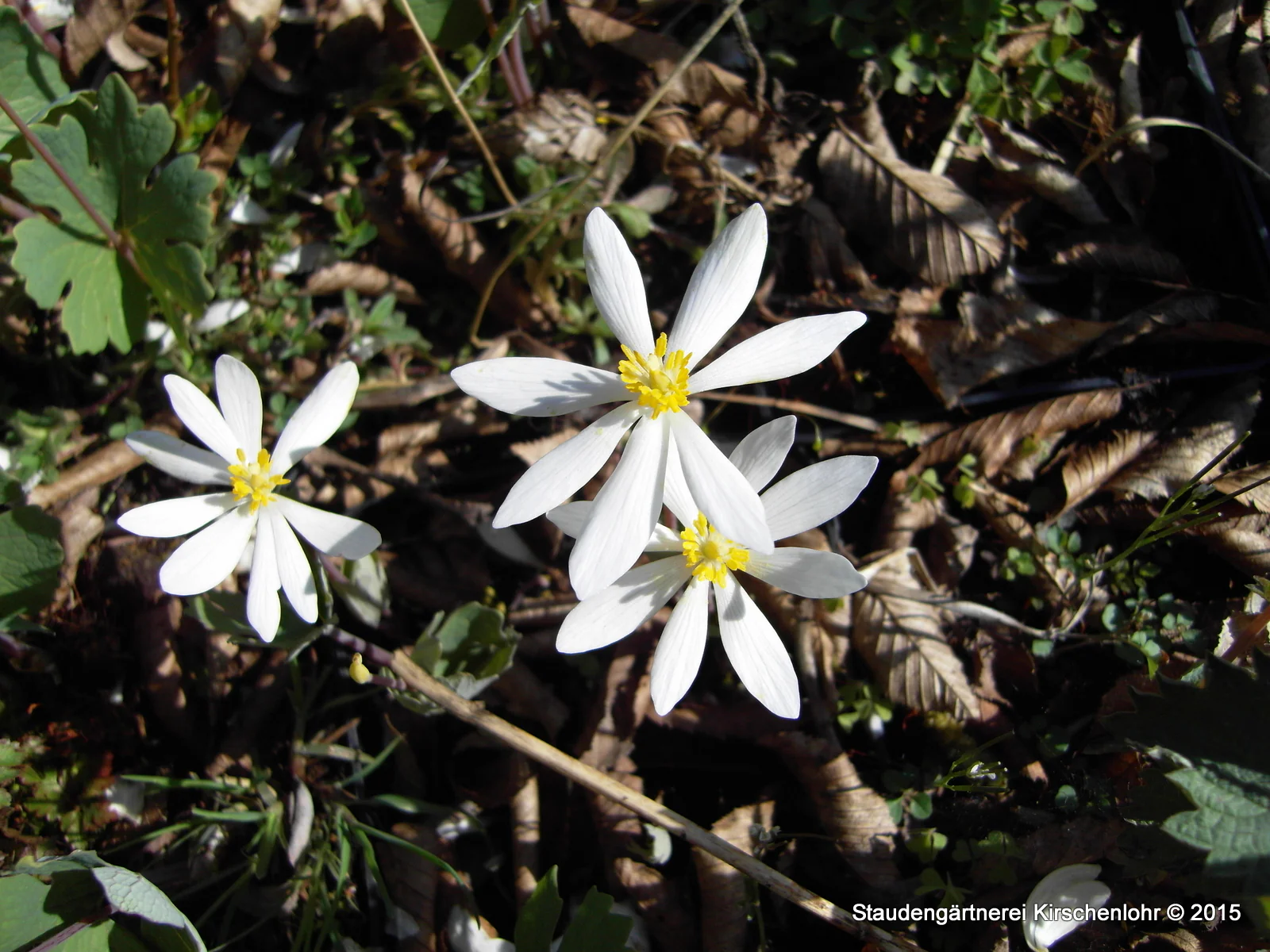 Sanguinaria canadensis