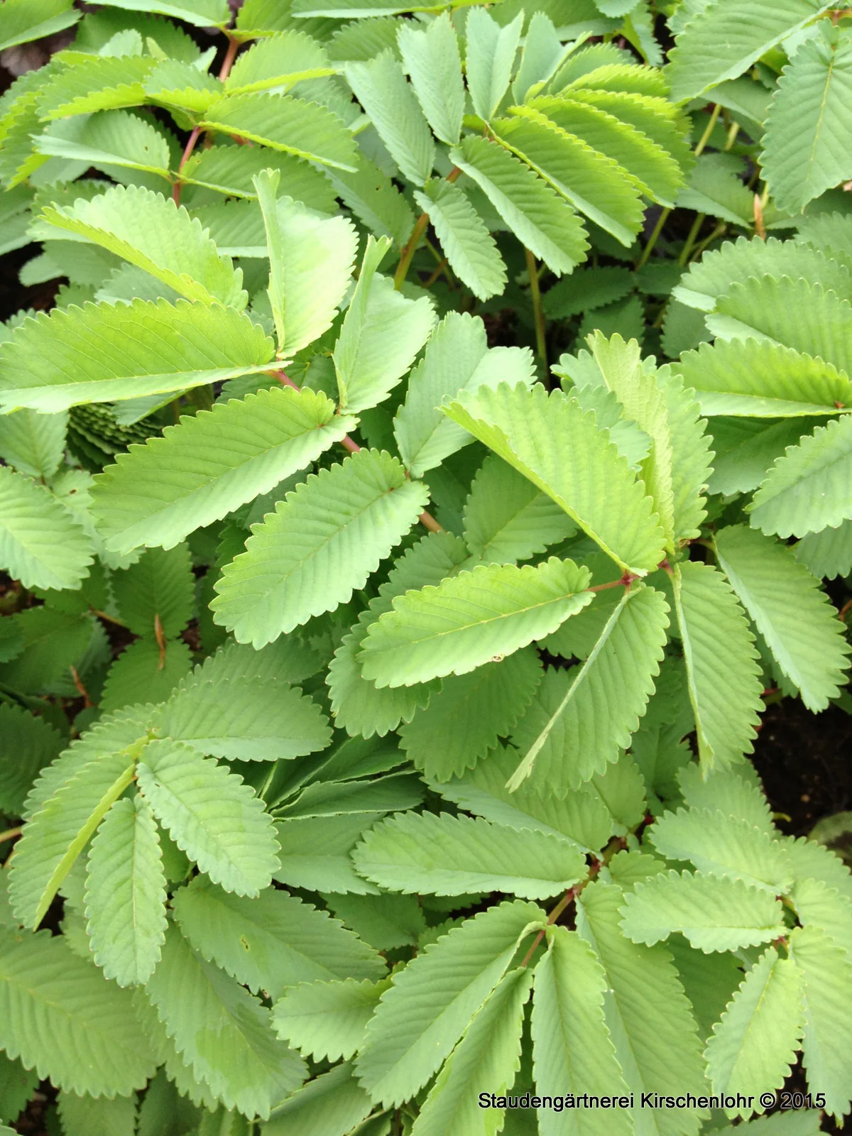 Sanguisorba 'Lilac Squirrel'