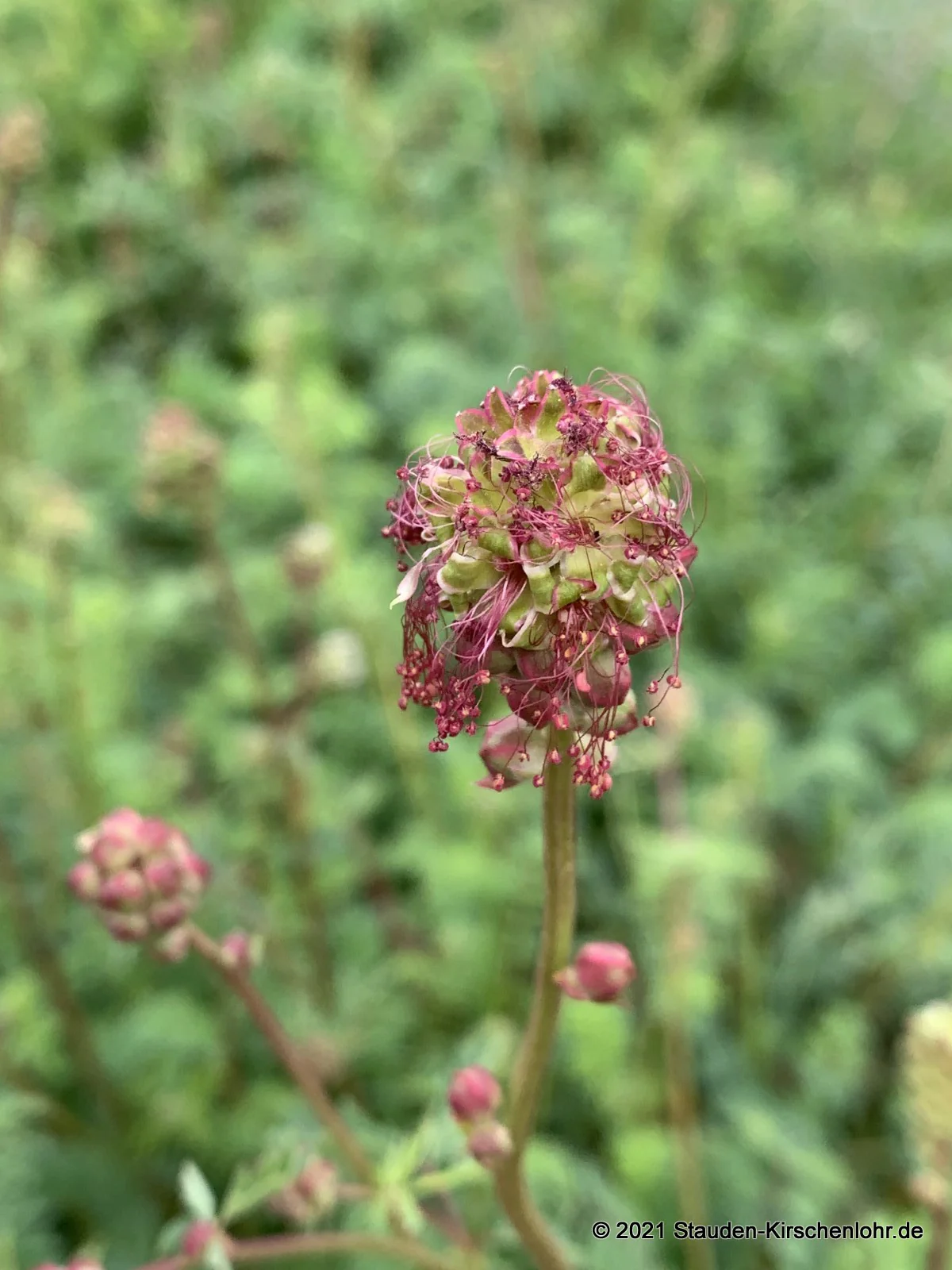 Sanguisorba minor