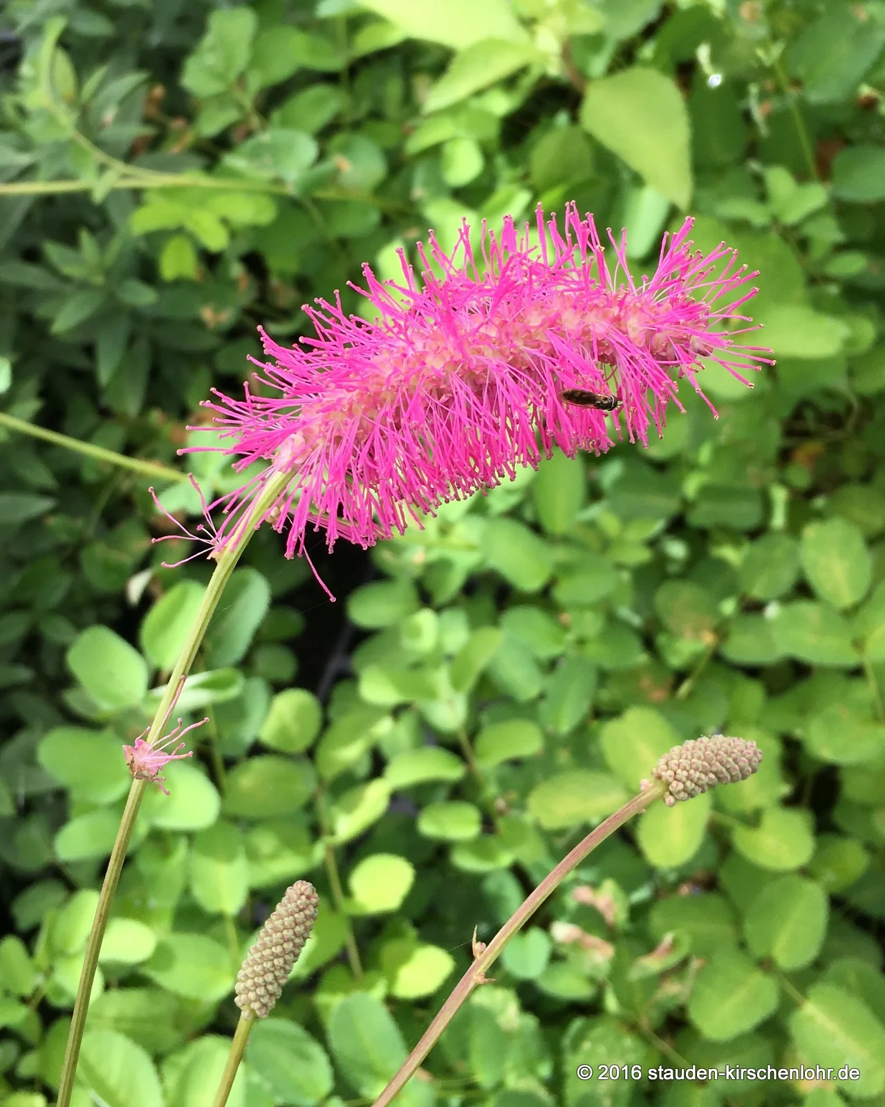 Sanguisorba obtusa