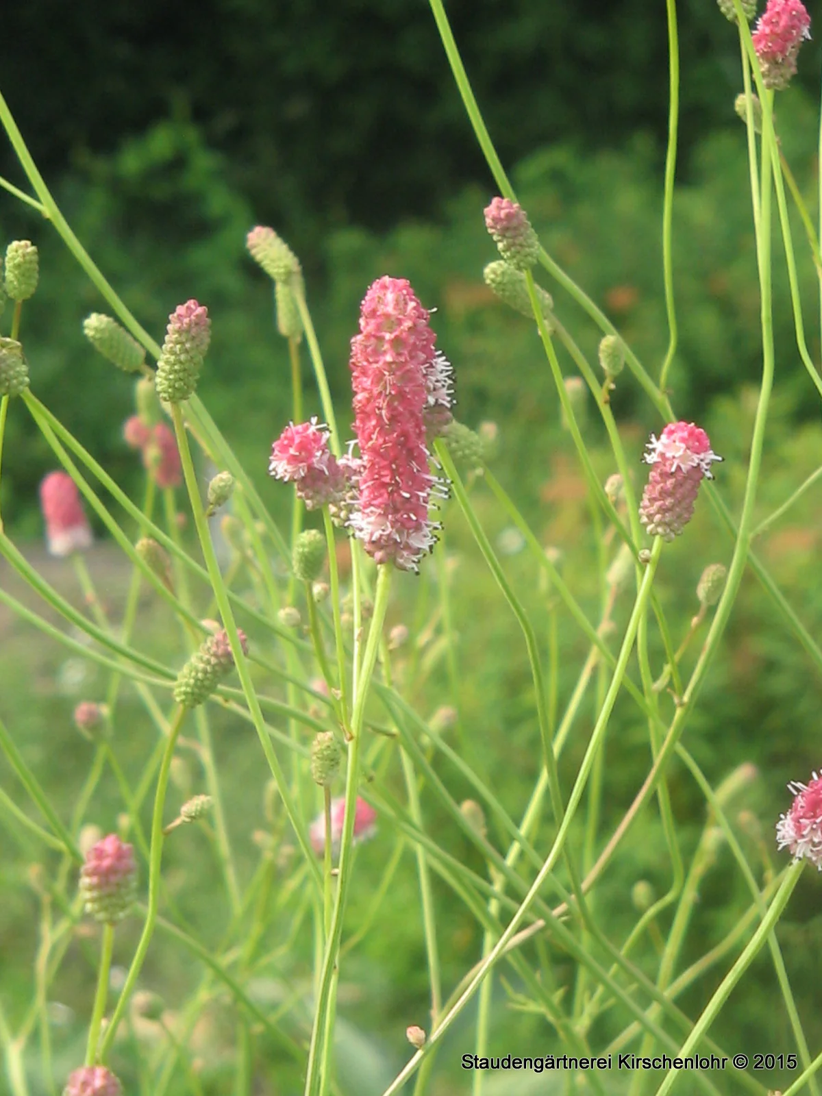 Sanguisorba 'Pink Elephant'
