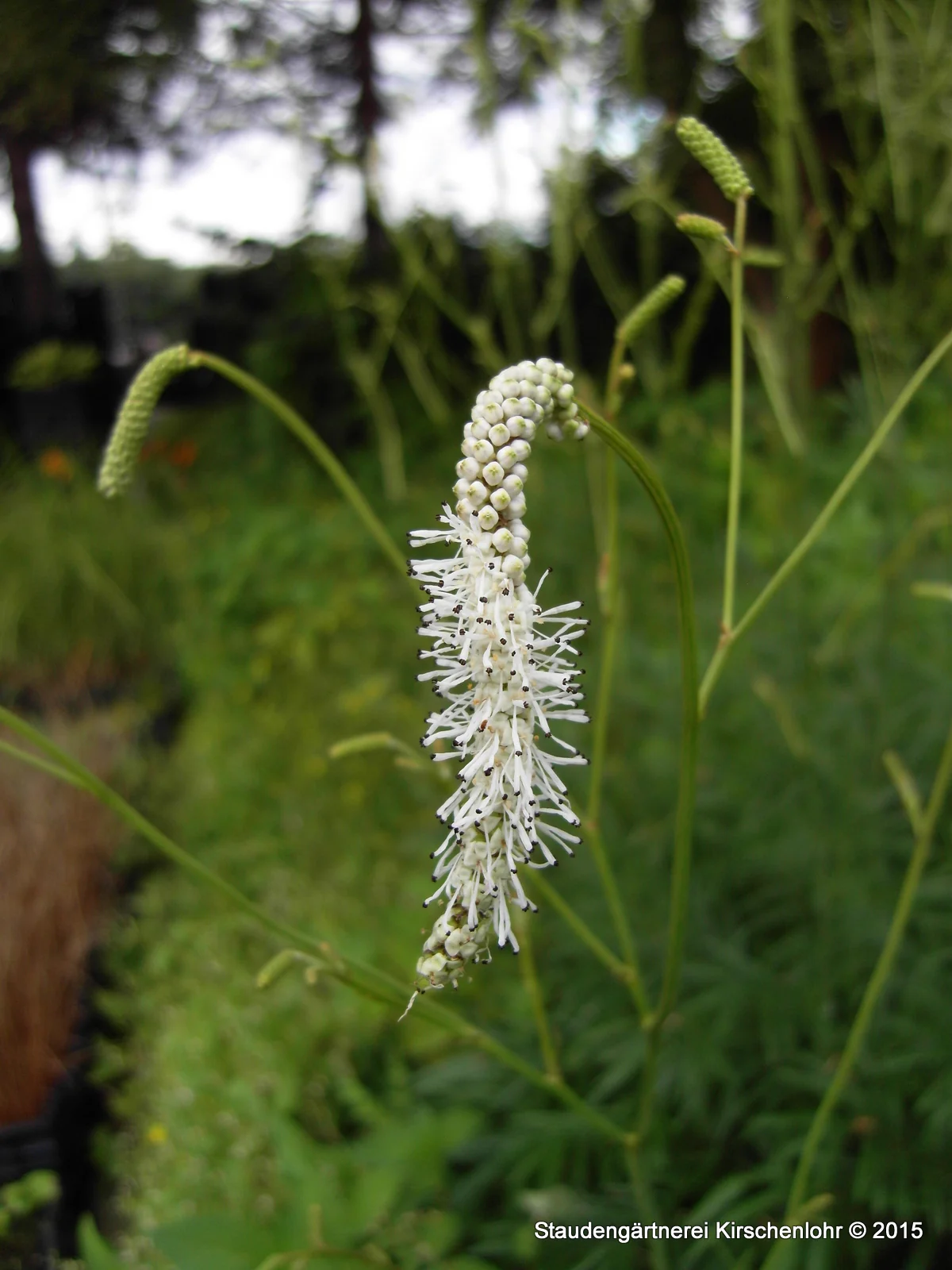 Sanguisorba tenuifolia 'All Time High'