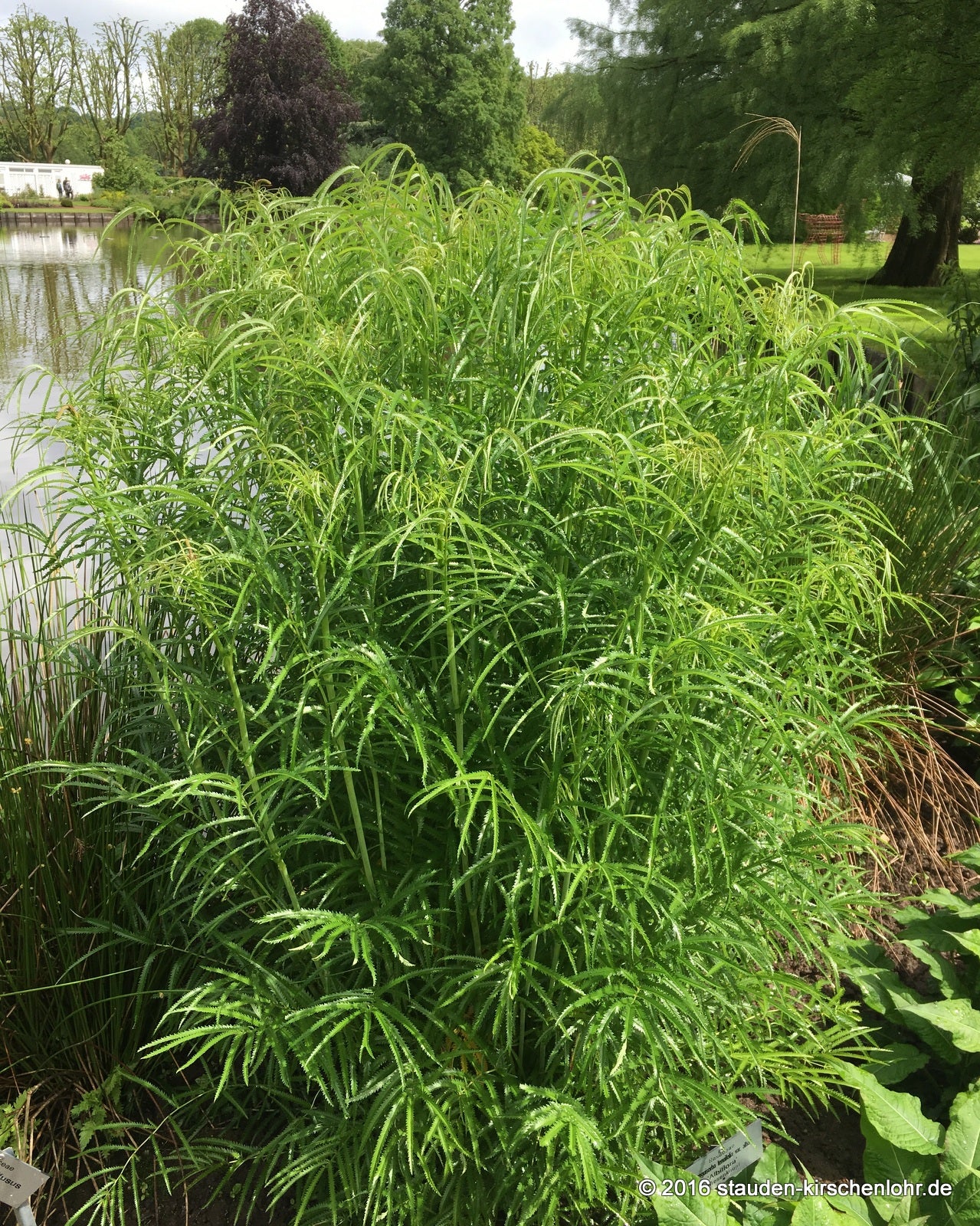 Sanguisorba tenuifolia var. alba 'Albiflora'
